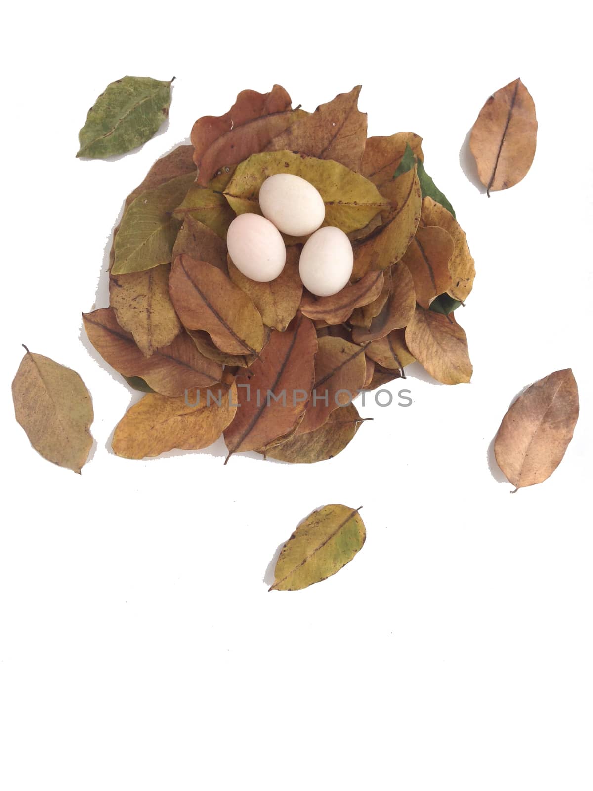 duck eggs on dry leaves by Bowonpat