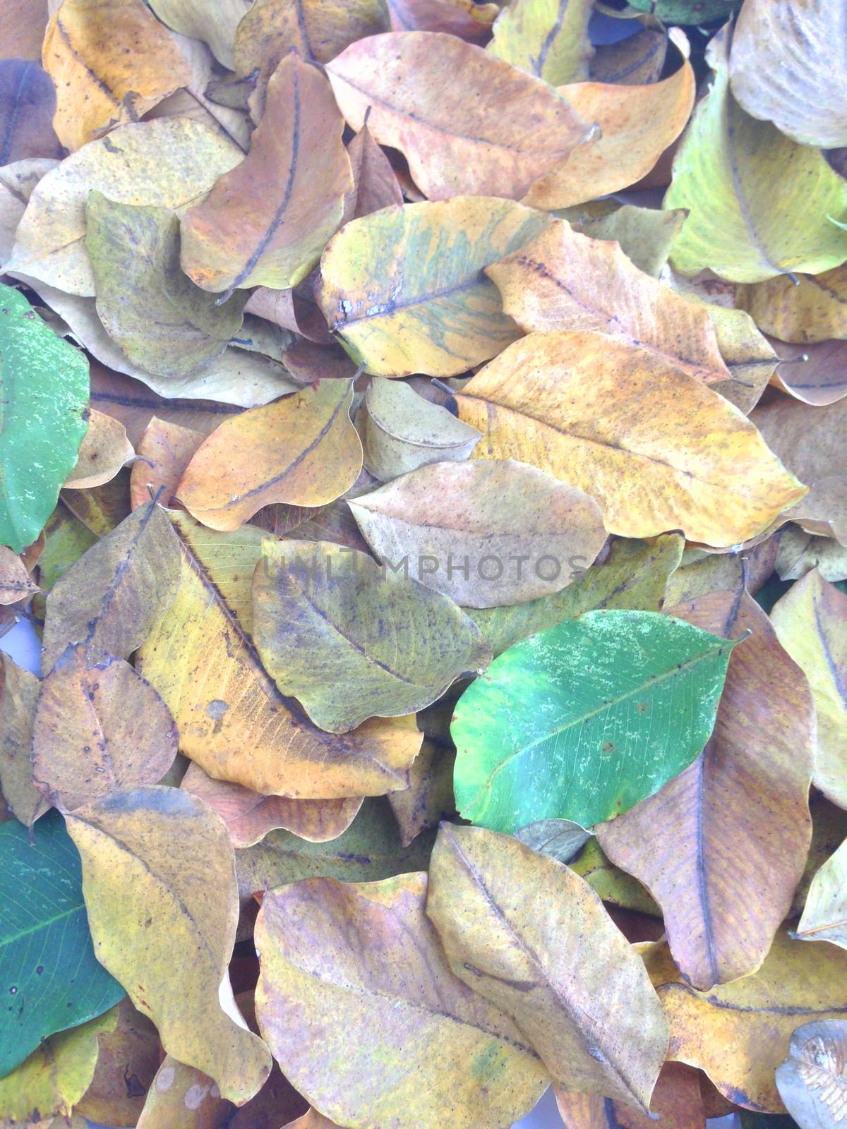 colorful of  dry leaves by Bowonpat