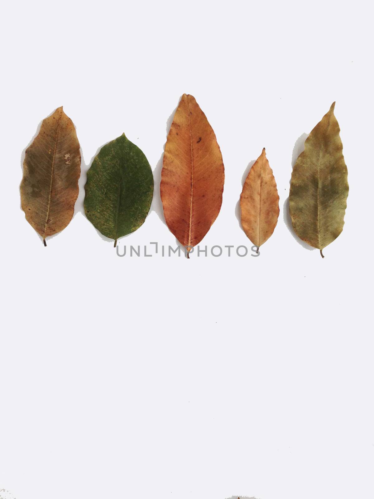 Dry leaves on white background, free space for text