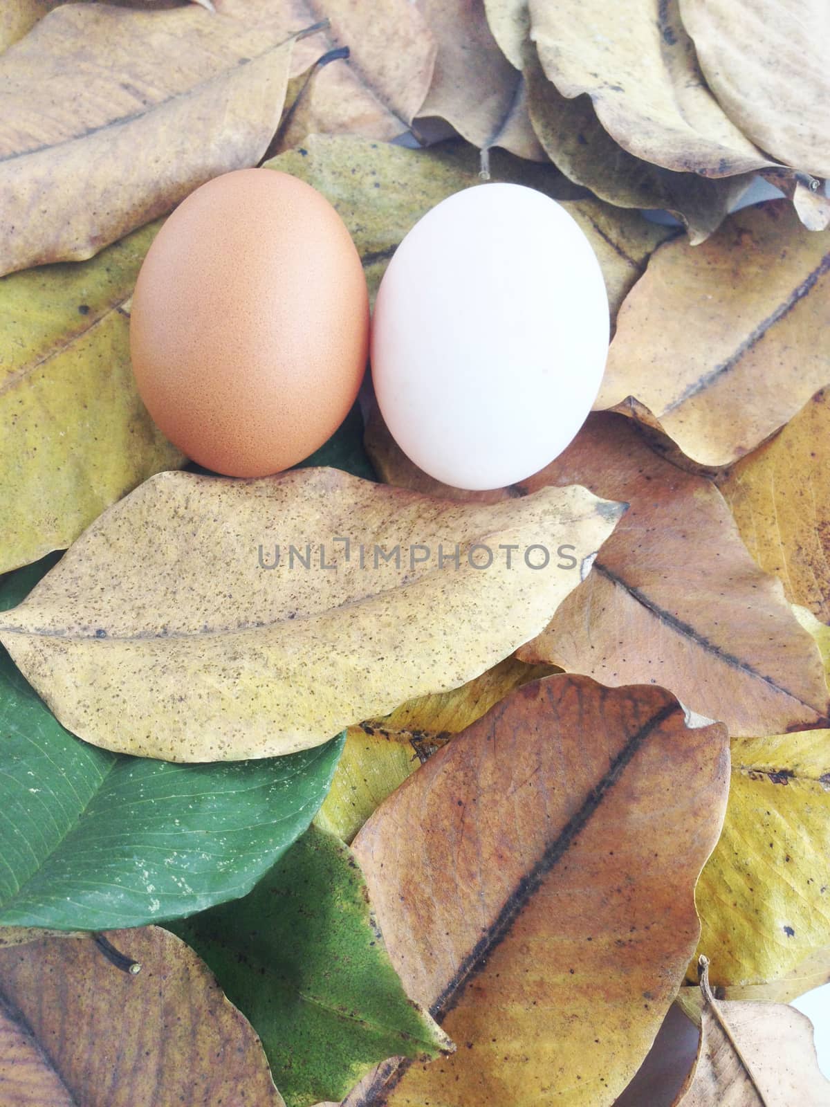 Duck and Chicken eggs on dry leaves by Bowonpat
