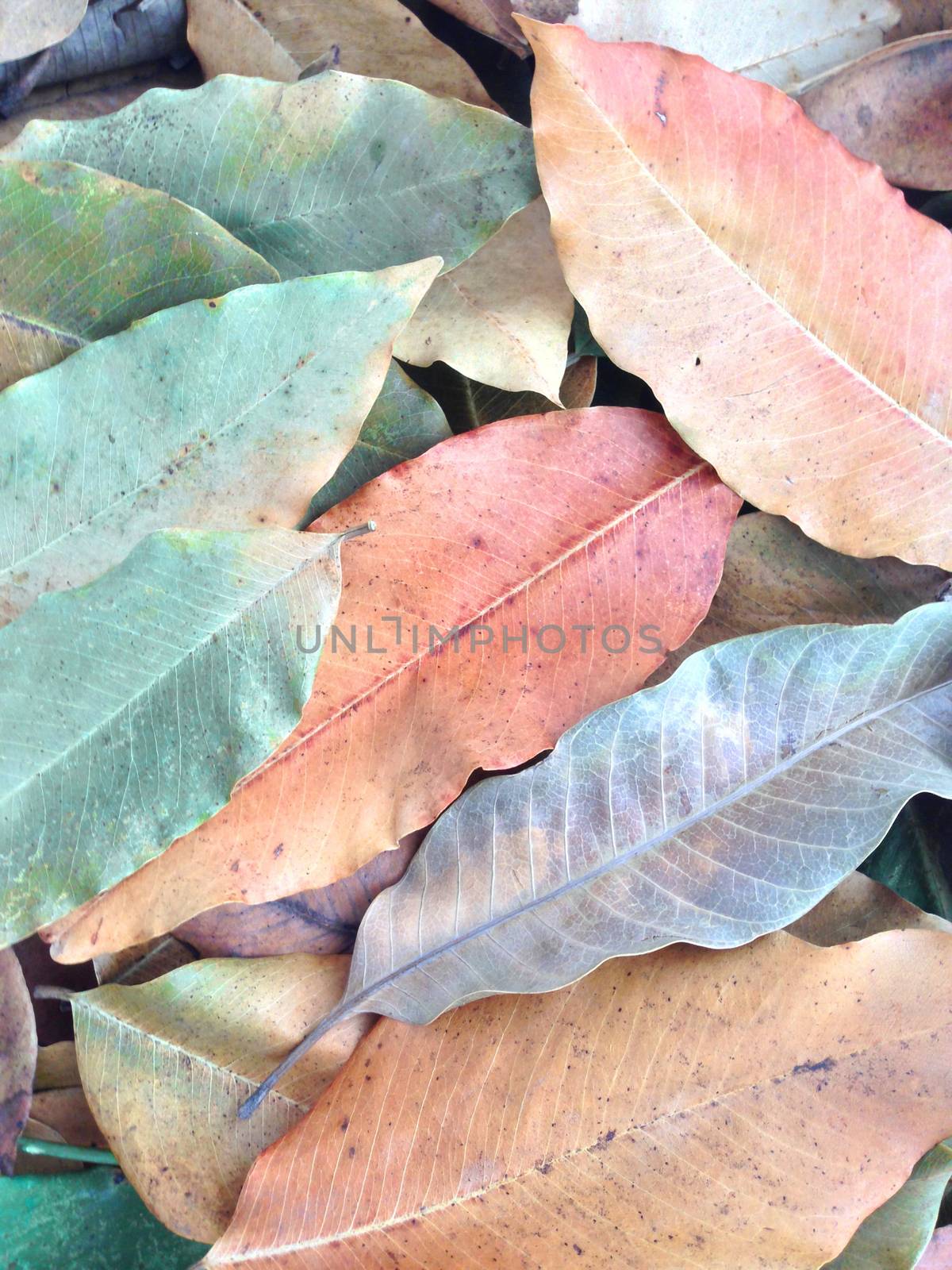 colorful of  dry leaves by Bowonpat