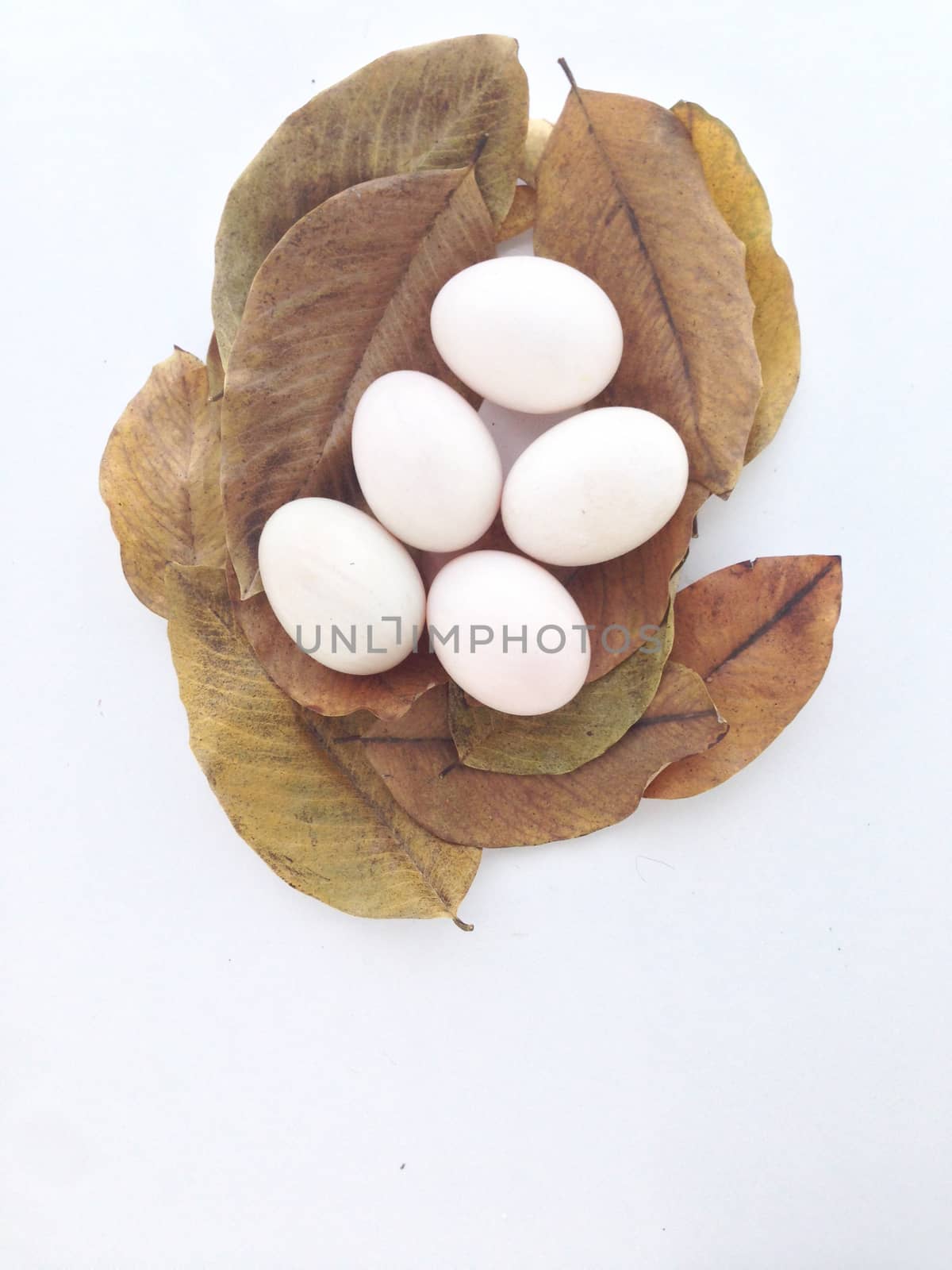 duck eggs on dry leaves by Bowonpat