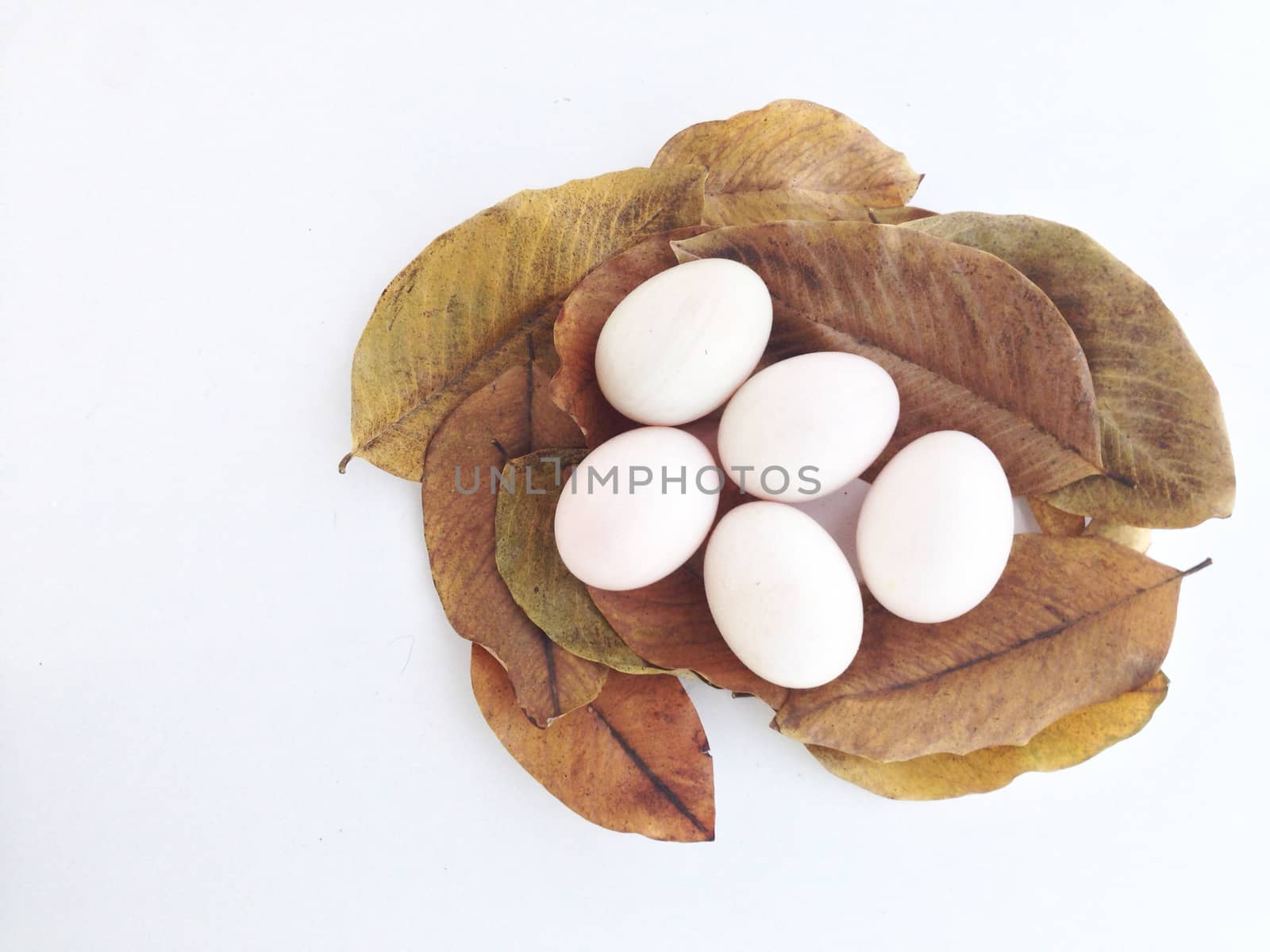 duck eggs on dry leaves by Bowonpat