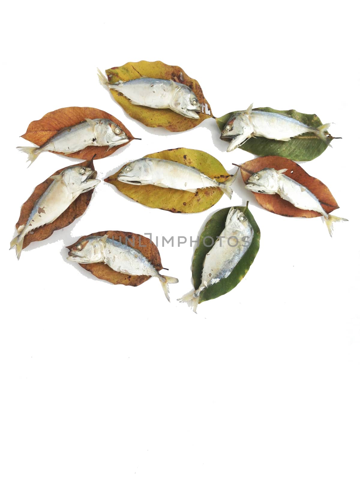 Short mackerel on dry leaves by Bowonpat