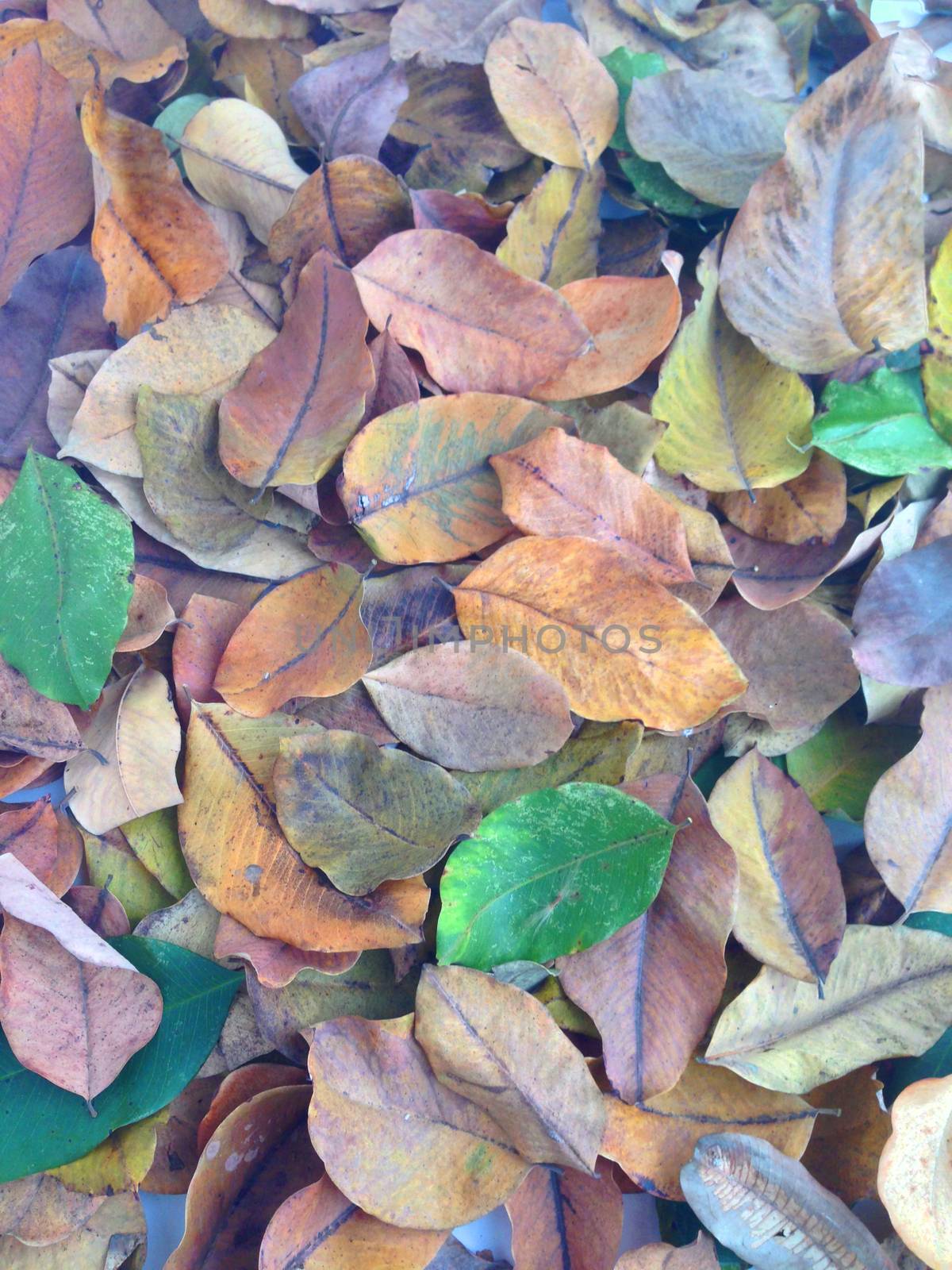 colorful of  dry leaves by Bowonpat