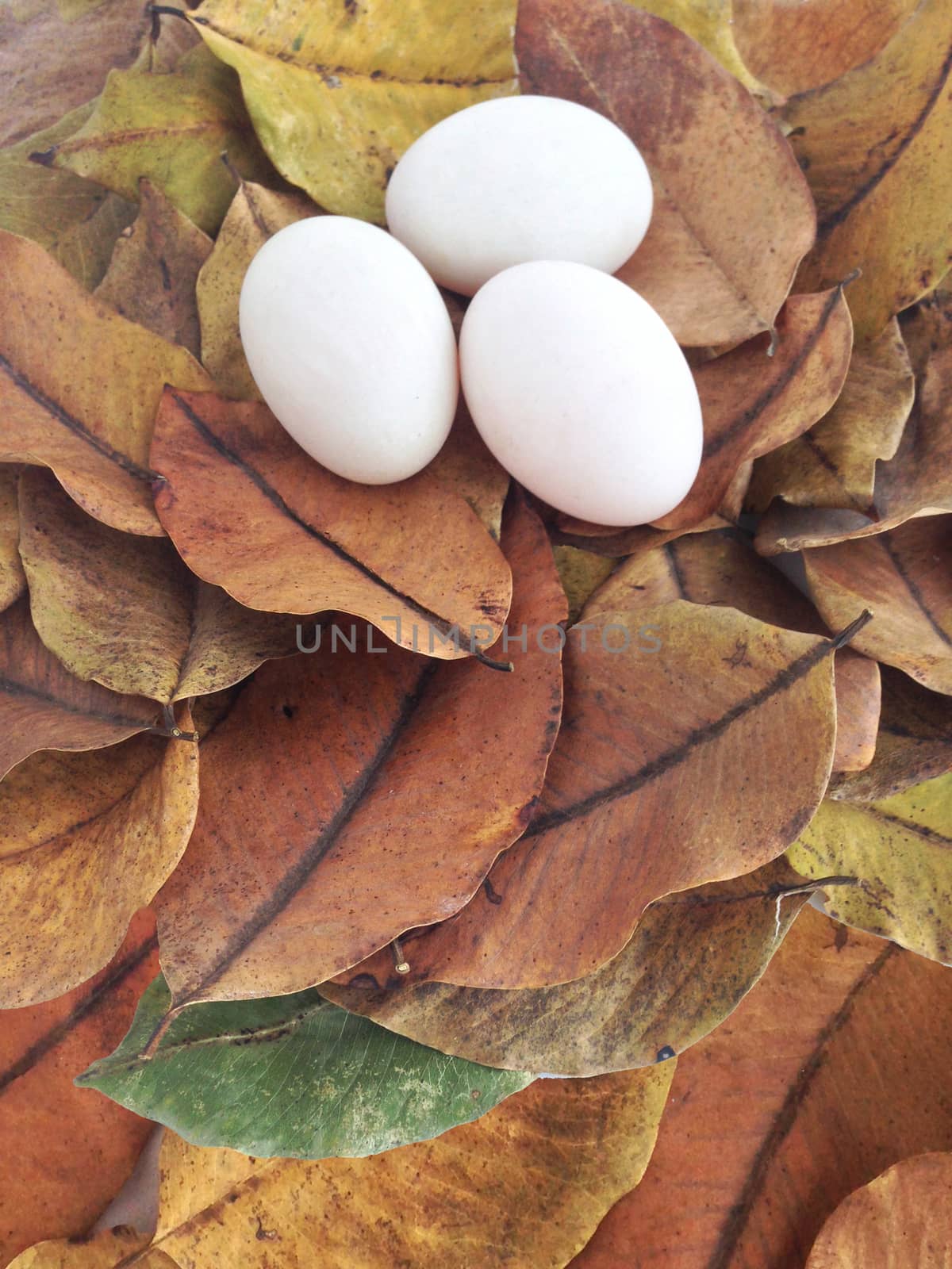 duck eggs on dry leaves