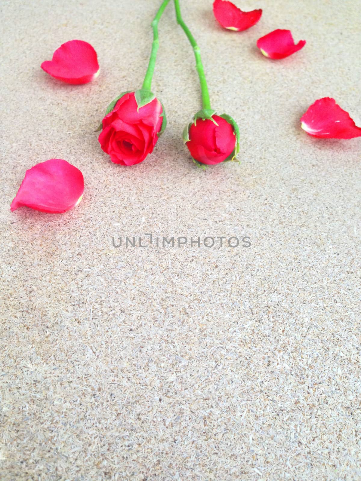 rose on plywood background