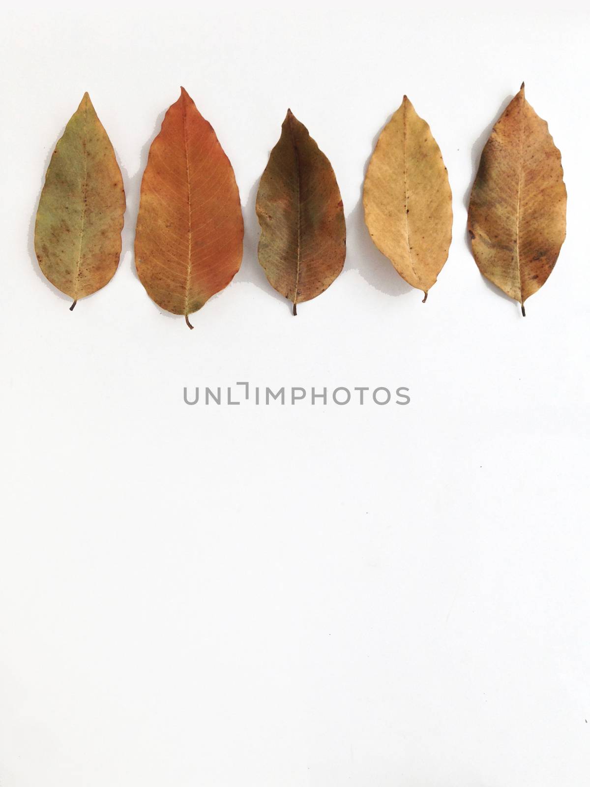 Dry leaves on white background, free space for text by Bowonpat