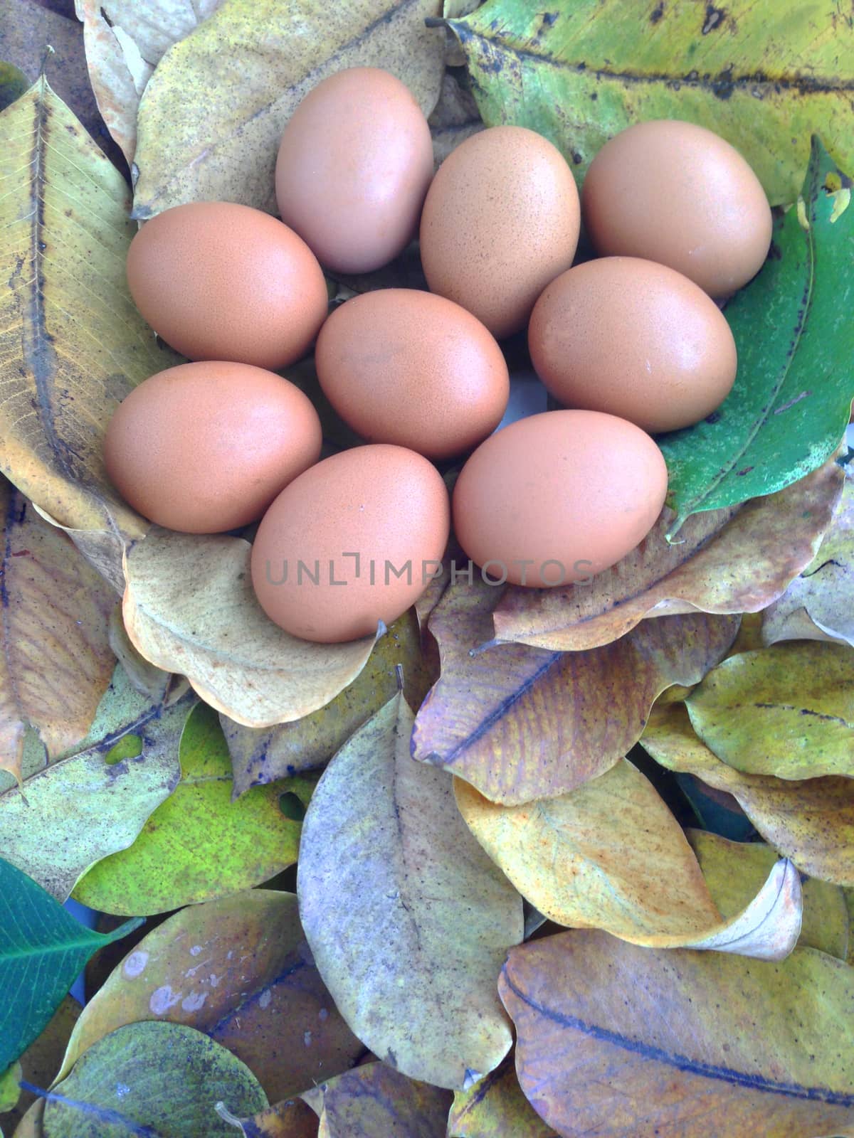 Chicken eggs on dry leaves