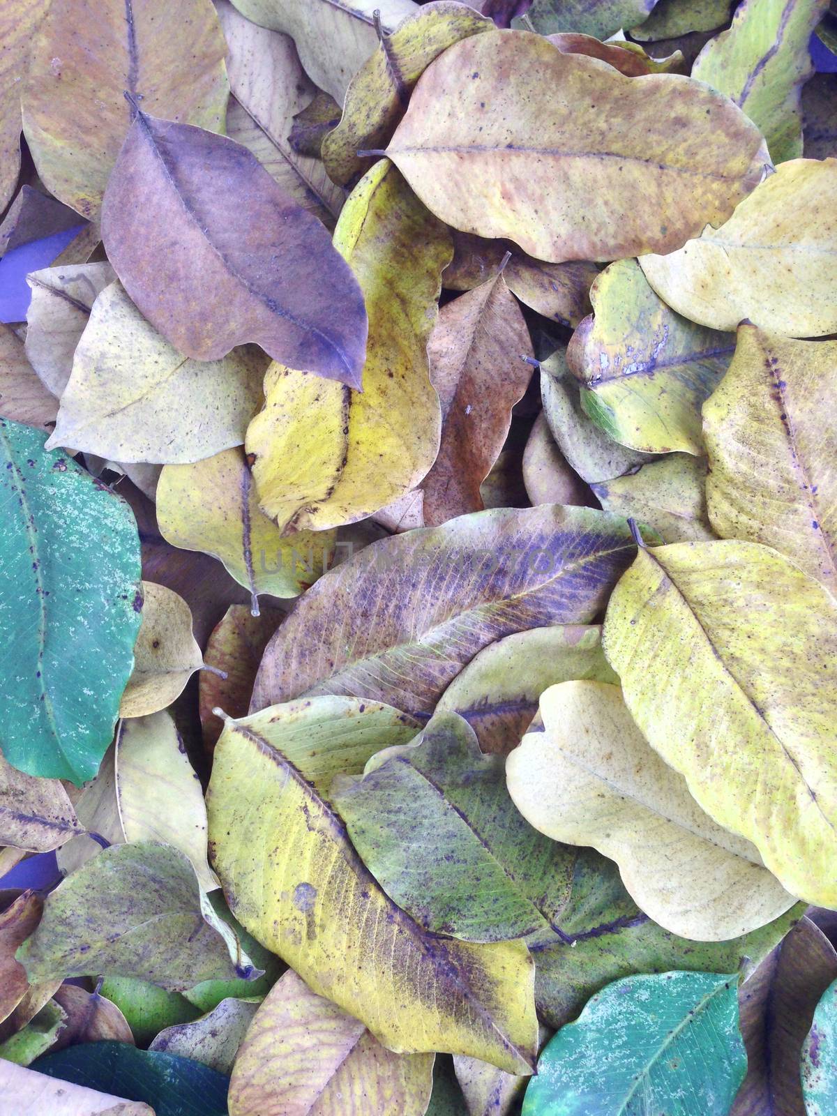 colorful of  dry leaves background