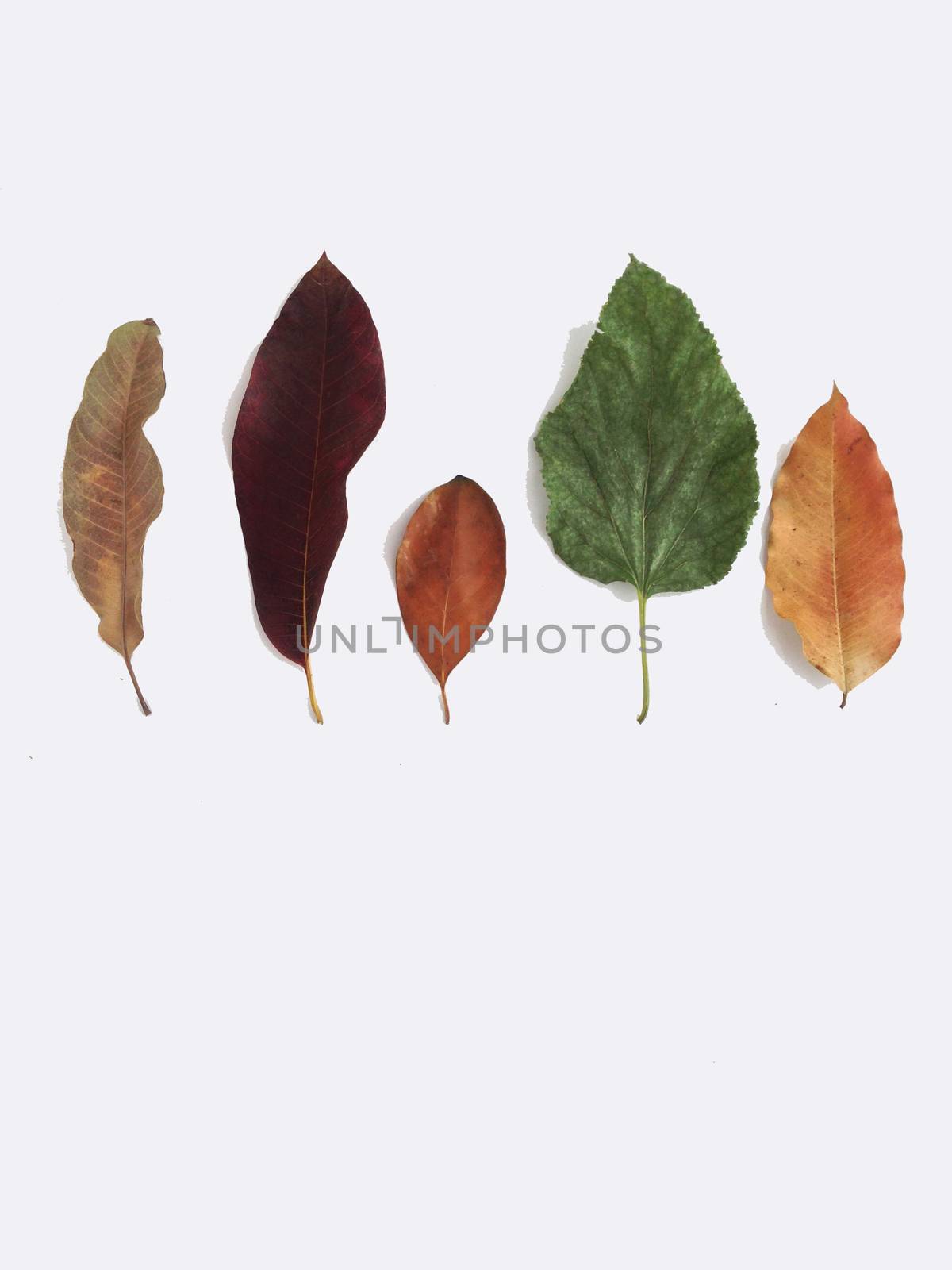 Dry leaves on white background, free space for text