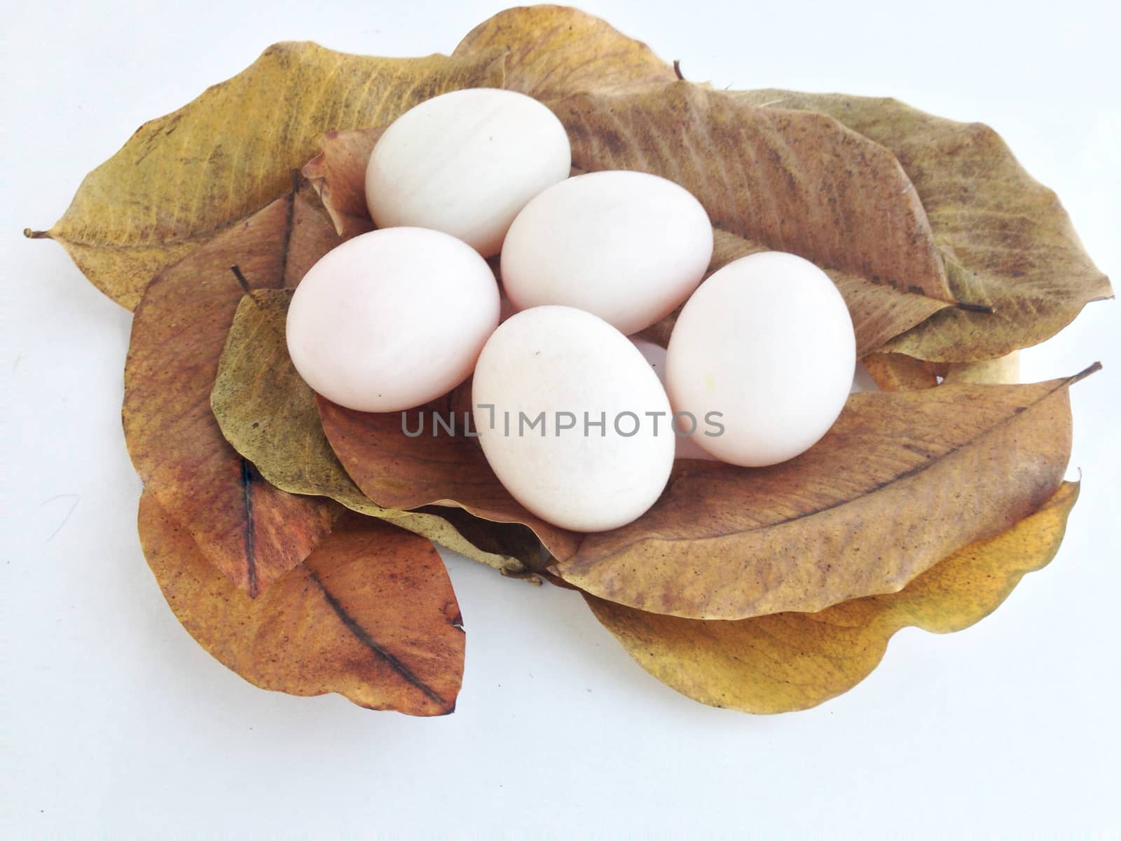 duck eggs on dry leaves