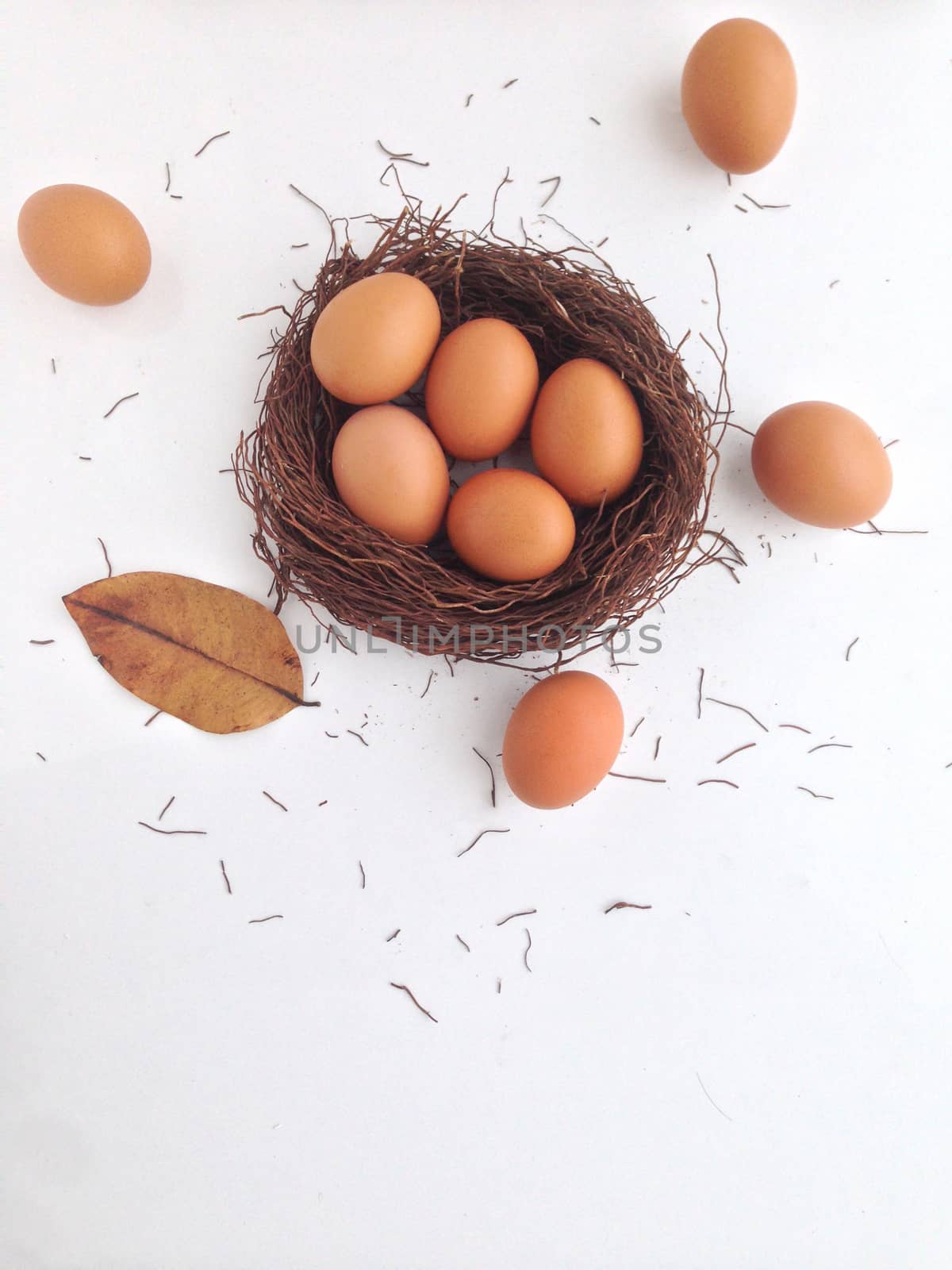 nine chicken eggs with nest made by banyan tree air roots