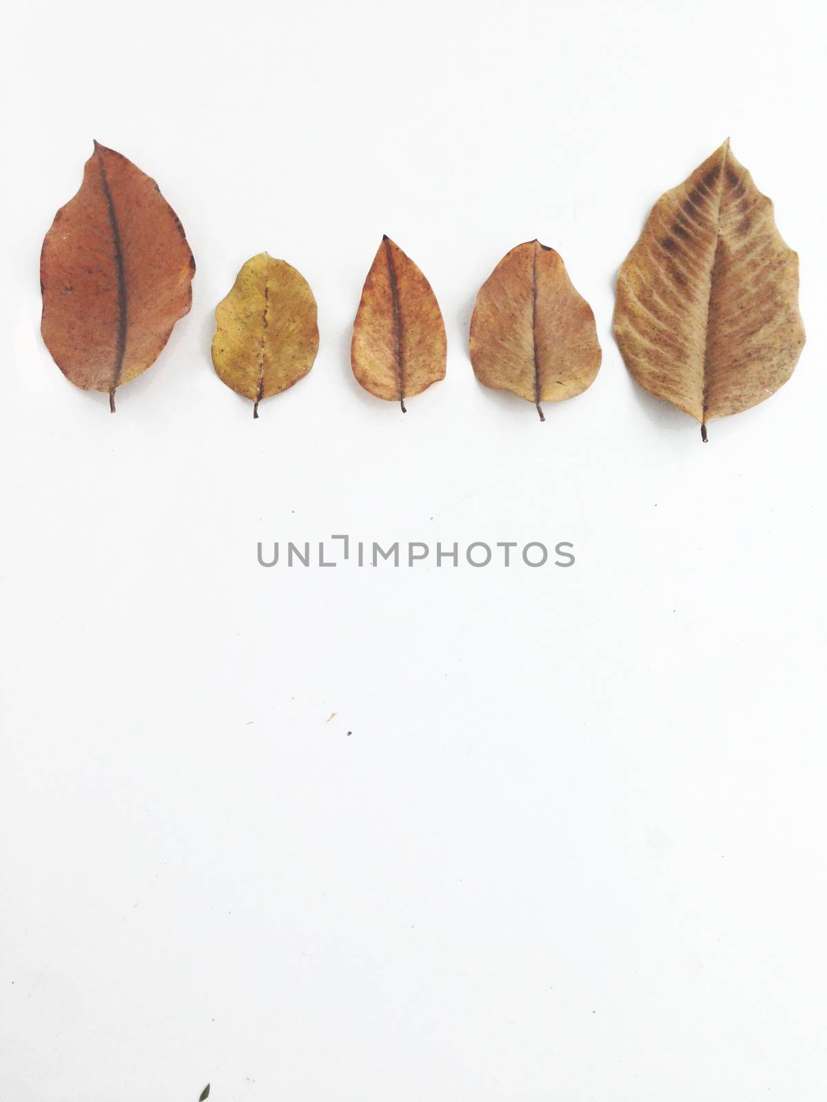 Dry leaves on white background, free space for text by Bowonpat