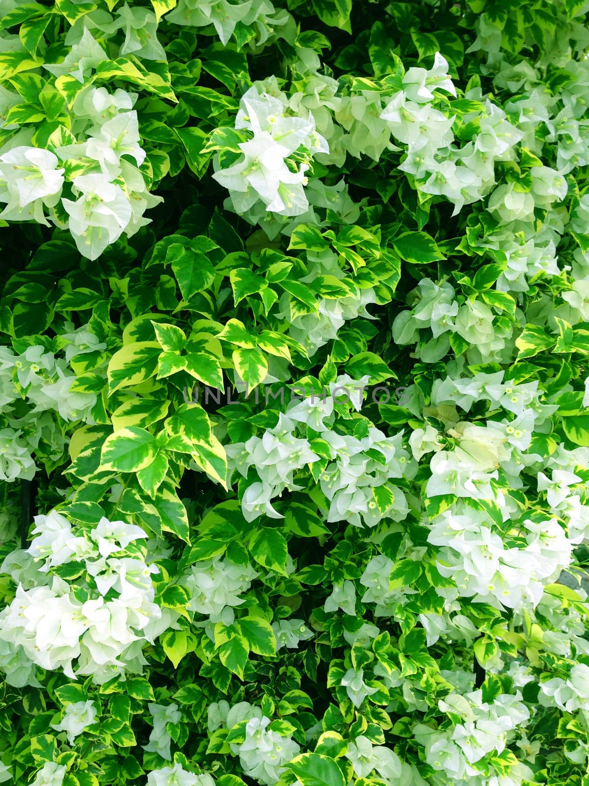 White Bougainvillea and Green yellow leaf