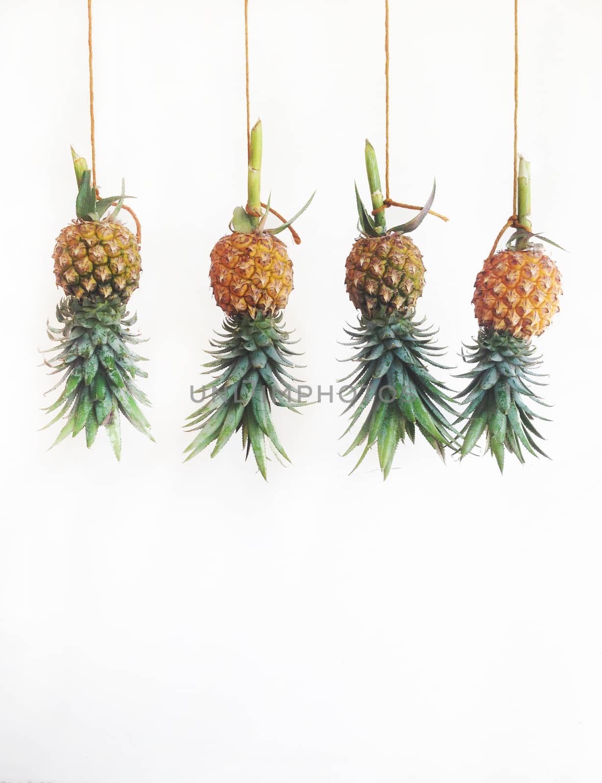 Pineapples hanging, white back ground
