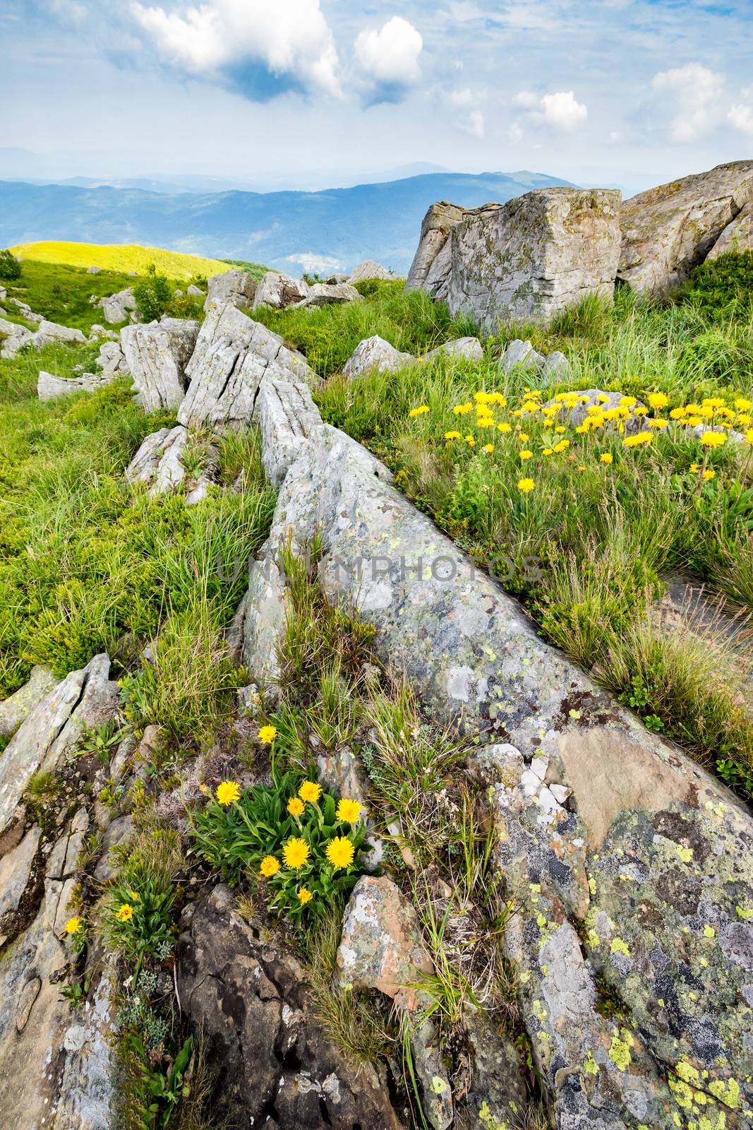 dandelions among the rocks on hillside by Pellinni