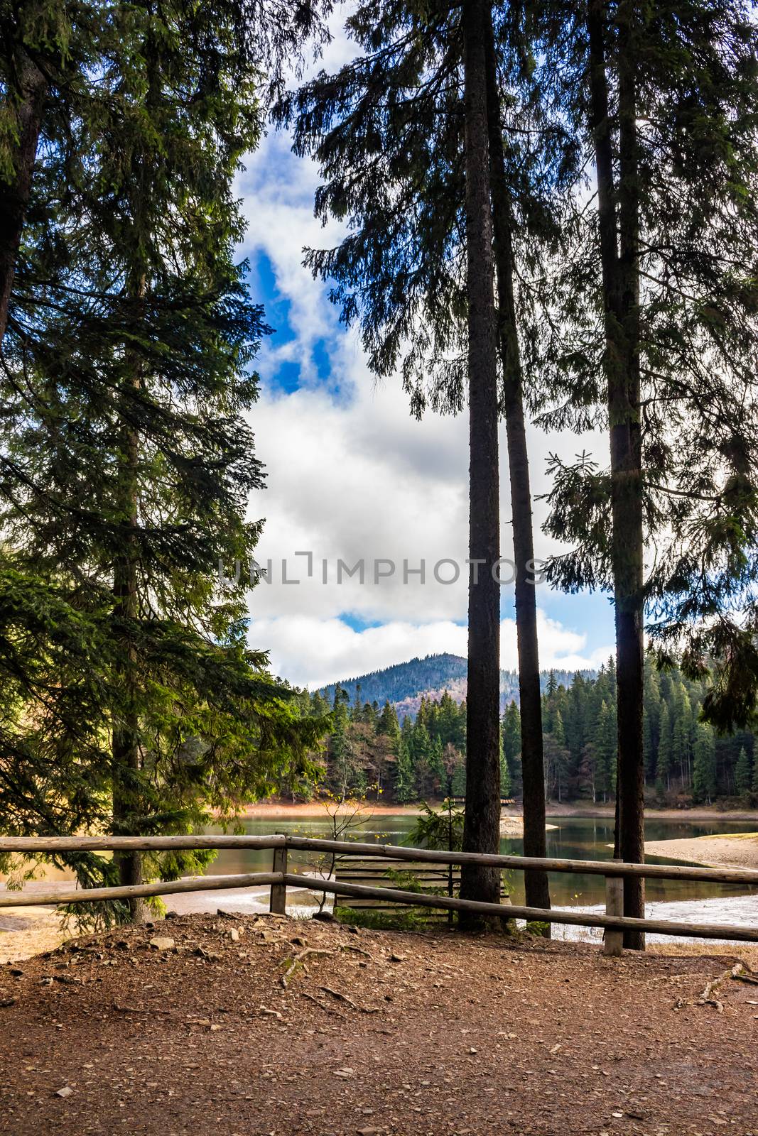pier on the Lake in mountain near coniferous forest