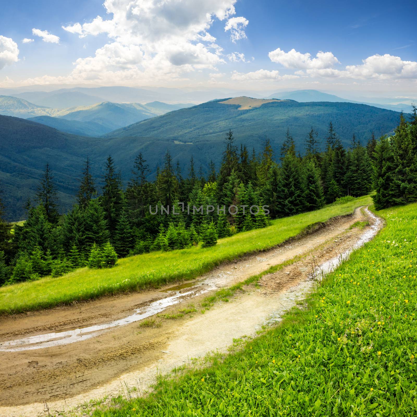 composite landscape with empty road to coniferous forest through the grassy hillside meadow on high mountain range in morning light