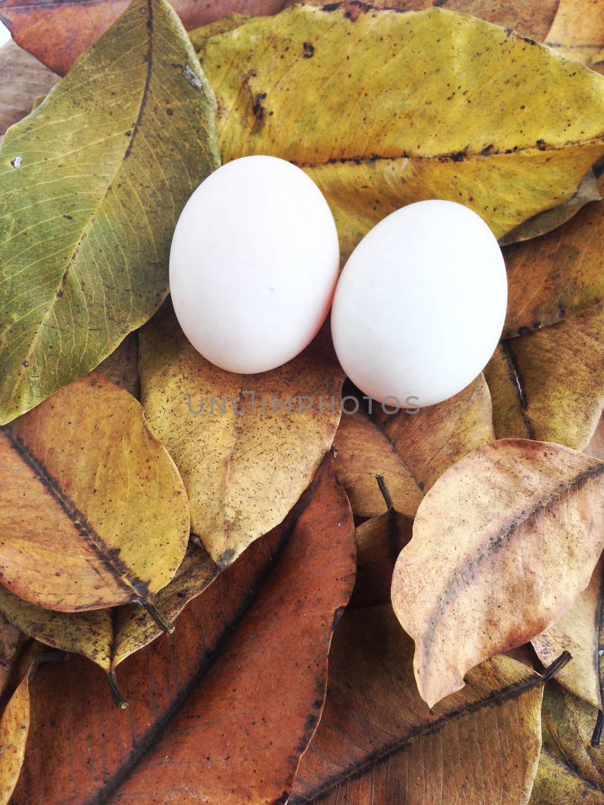 duck eggs on dry leaves by Bowonpat