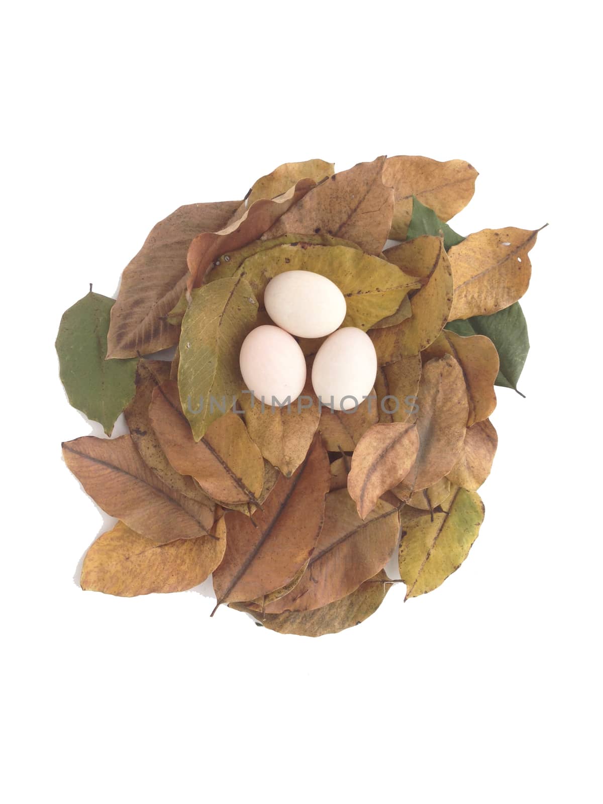 duck eggs on dry leaves by Bowonpat