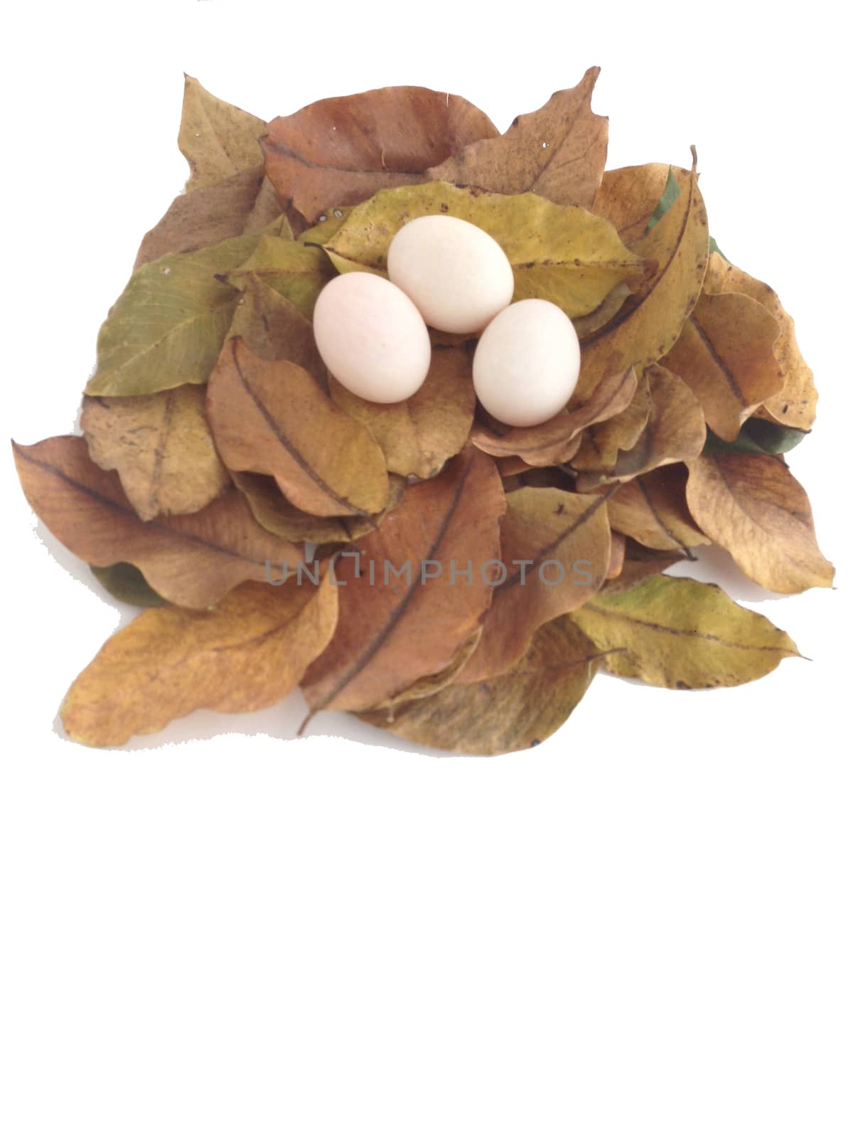 duck eggs on dry leaves by Bowonpat