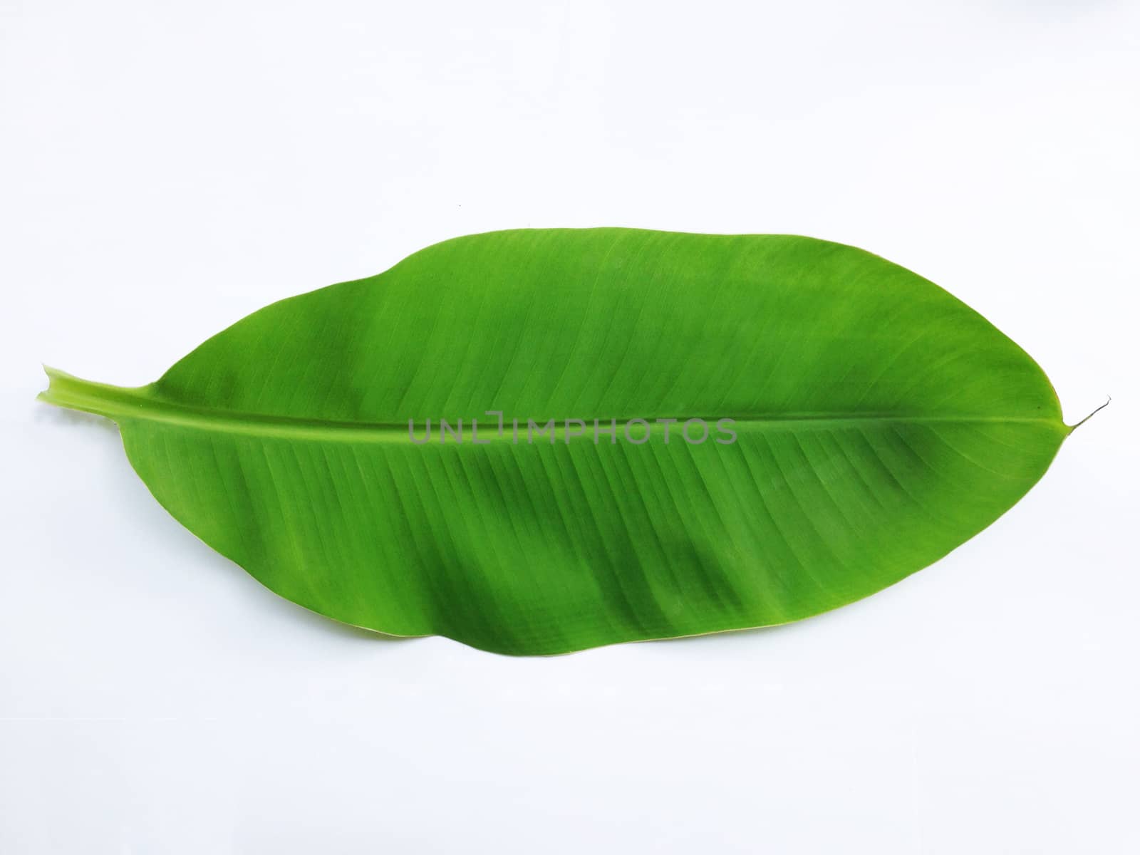 Banana leaf on white background by Bowonpat