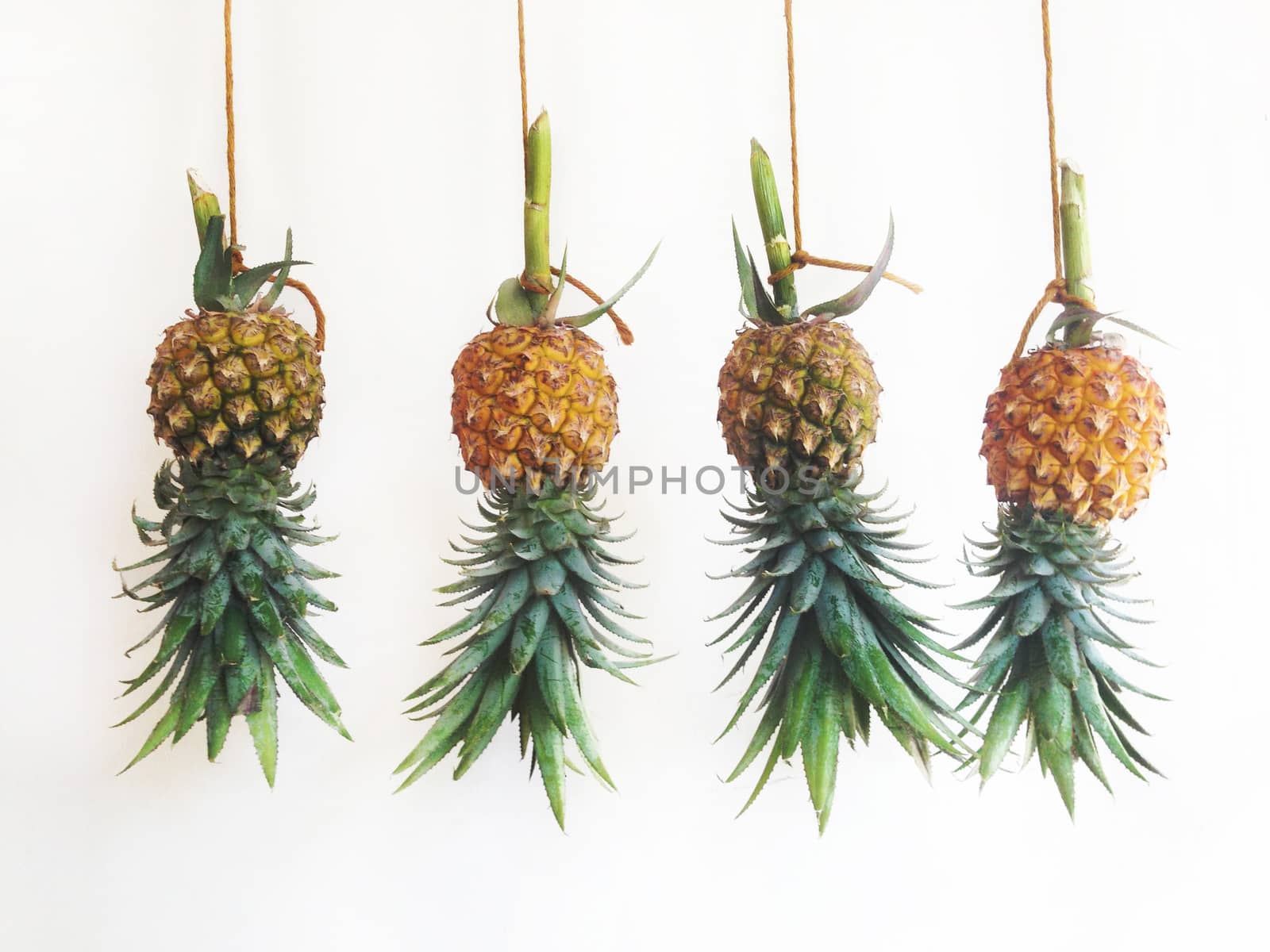 Pineapples hanging, white back ground by Bowonpat