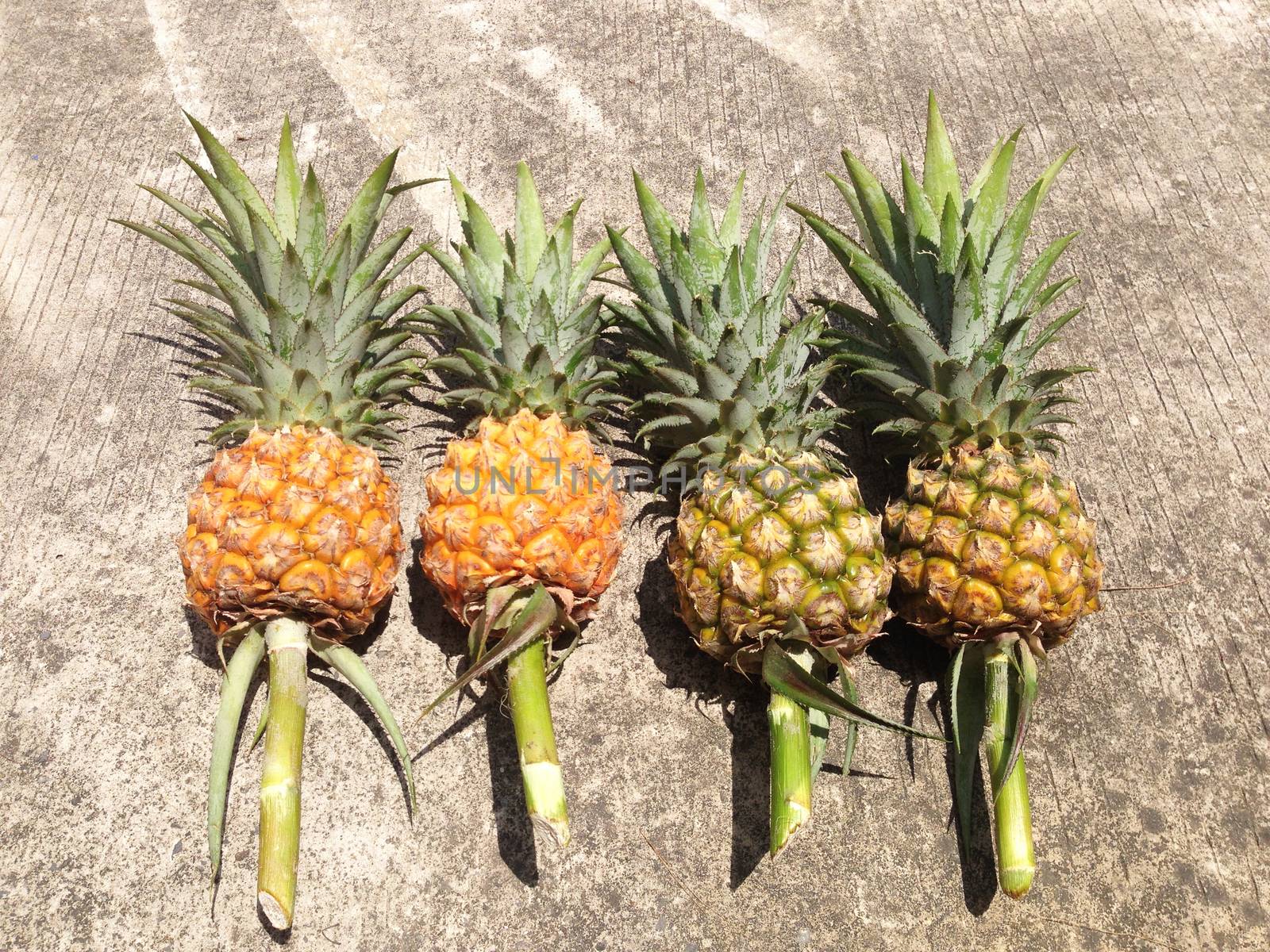 Pineapple isolated on cement floor by Bowonpat