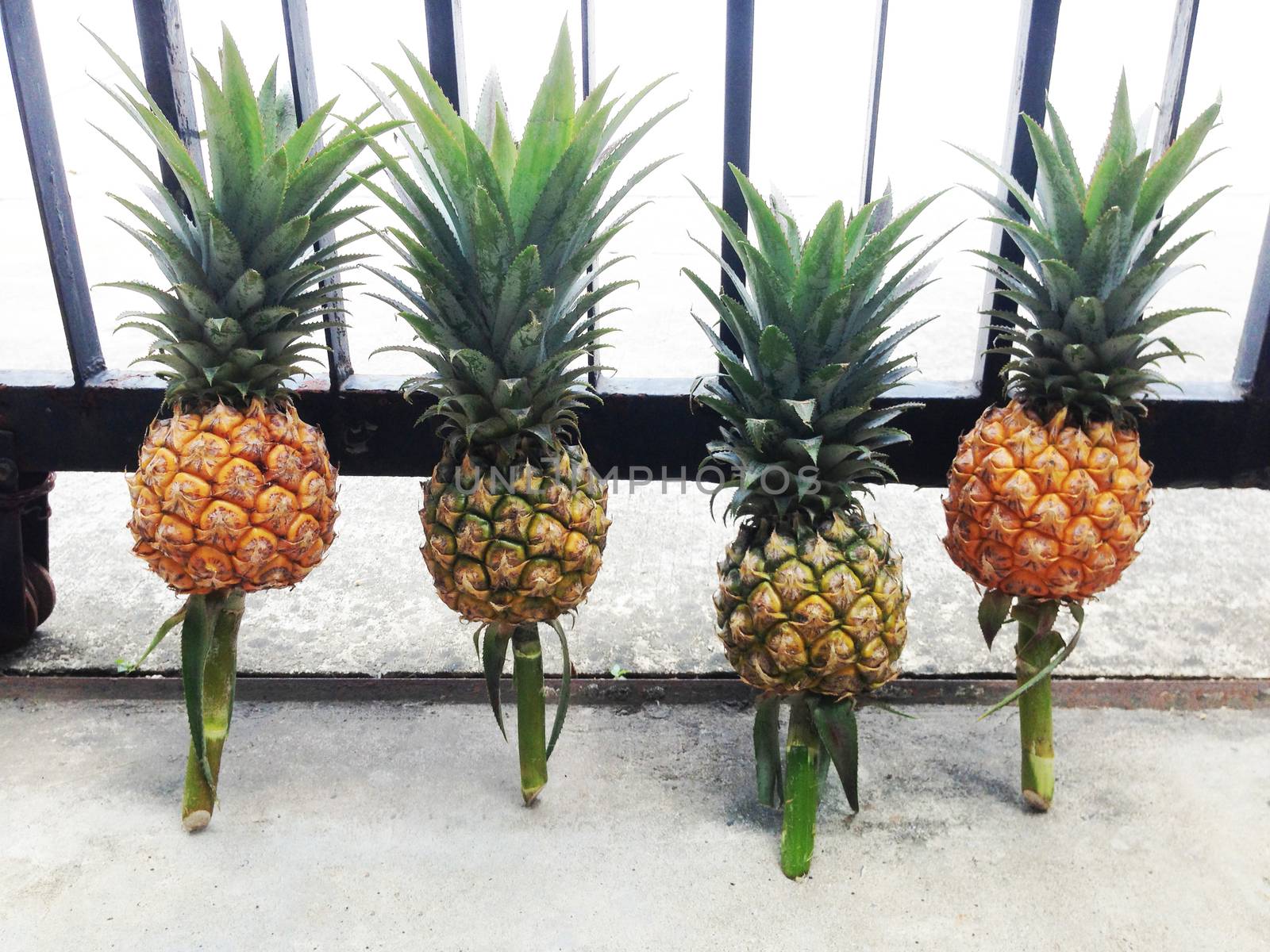 Pineapple isolated on cement floor by Bowonpat