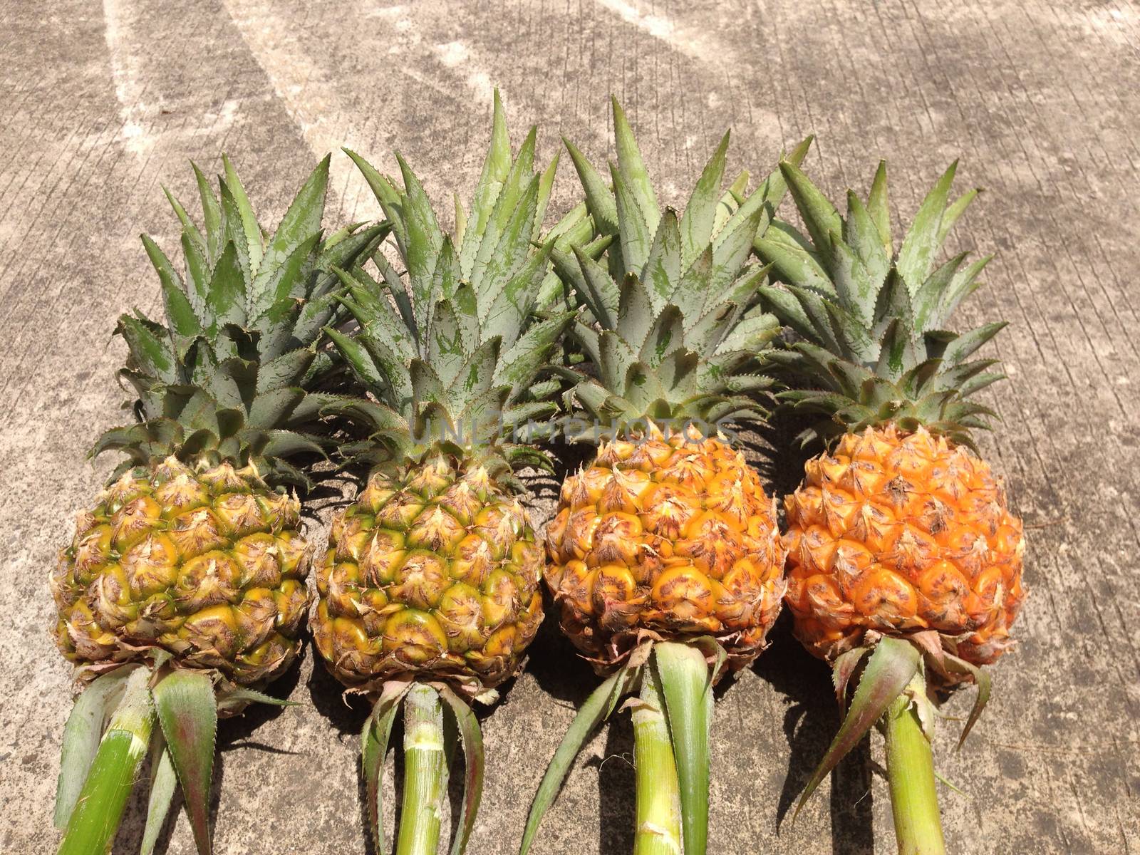 Pineapple isolated on cement floor by Bowonpat