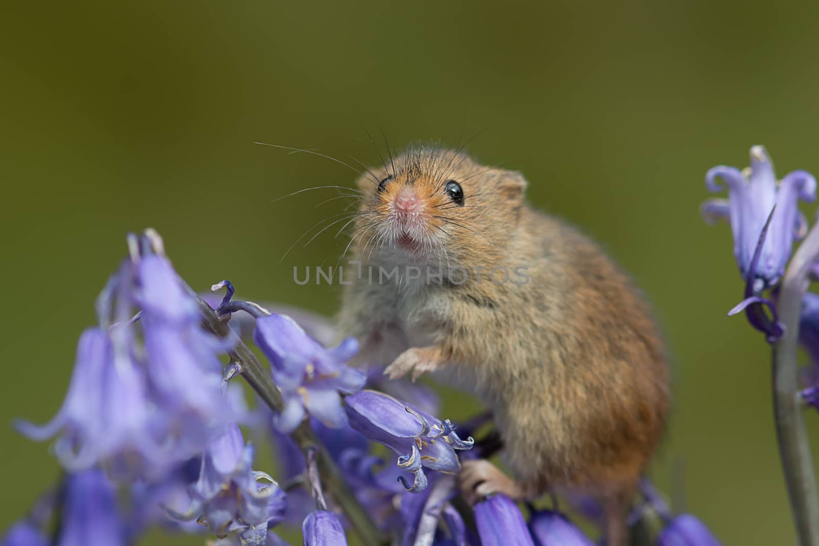 A close portrait of a harvest mouse climbing and balancing on bluebells