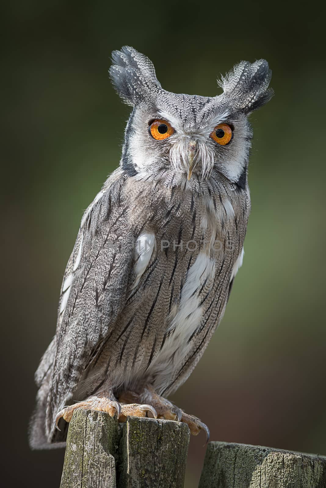 A full length upright portrait of a scops owl perched on a post and staring forward