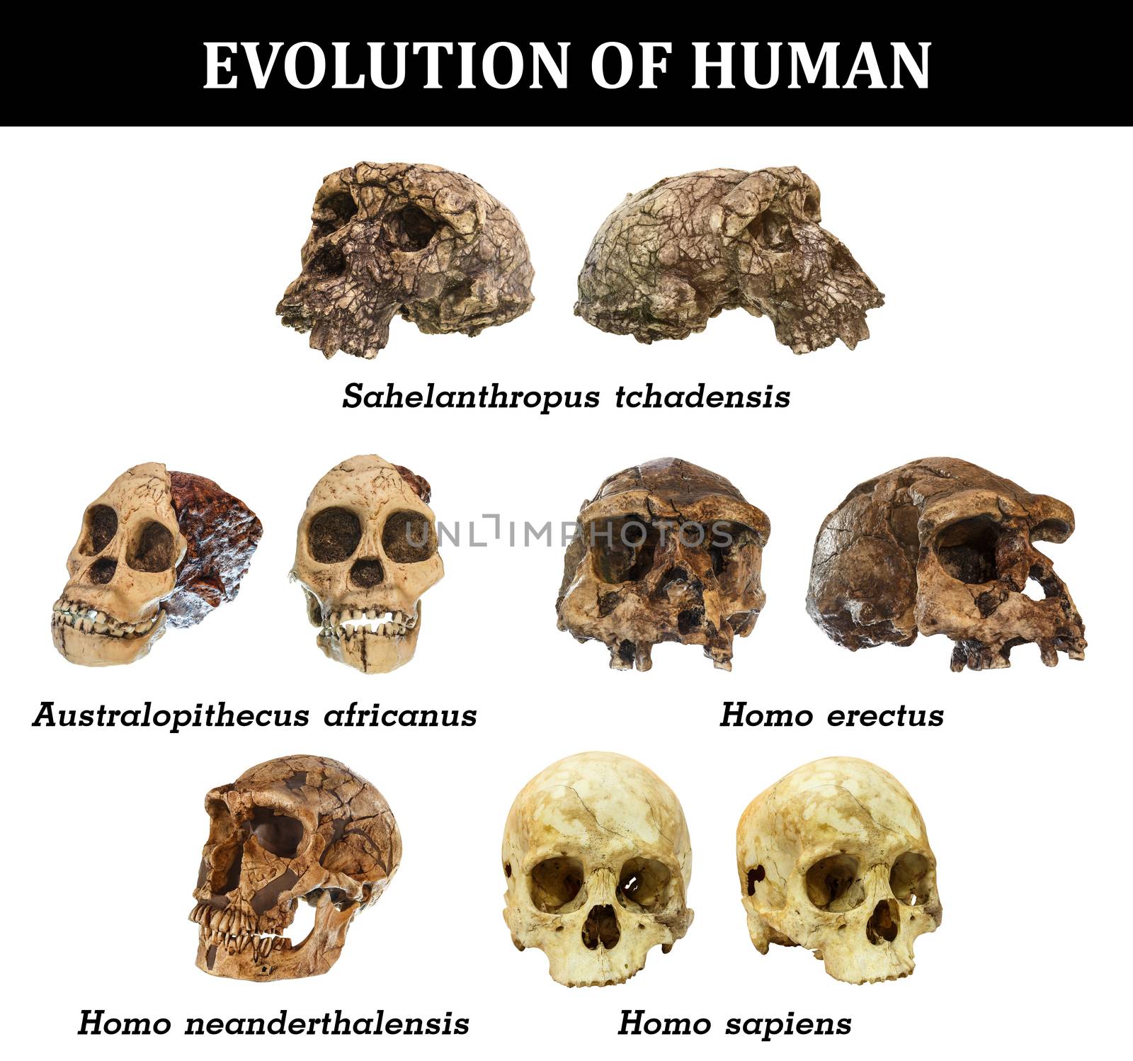 Evolution of human skull ( Sahelanthropus tchadensis . Australopithecus africanus . Homo erectus . Homo neanderthalensis . Homo sapiens ) by stockdevil