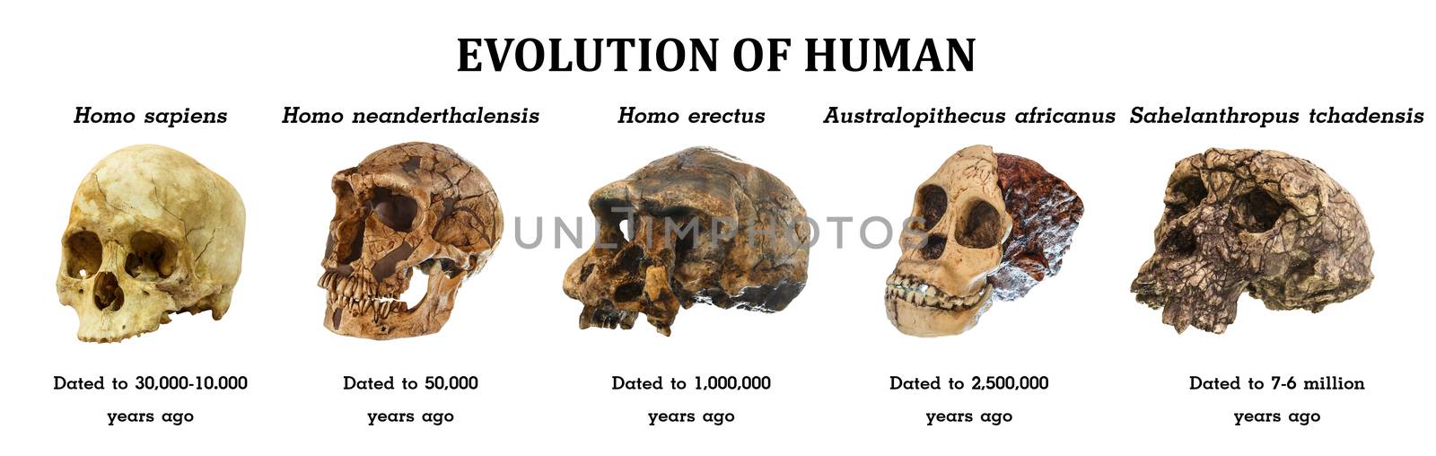 Evolution of human skull ( Sahelanthropus tchadensis . Australopithecus africanus . Homo erectus . Homo neanderthalensis . Homo sapiens ) by stockdevil