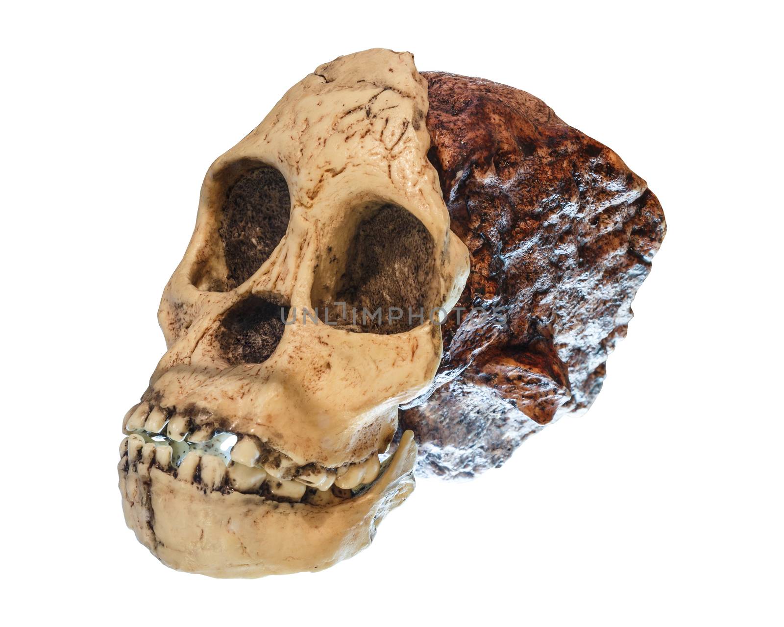 Australopithecus africanus Skull . ( Taung Child ) . Dated to 2.5 million years ago . Discovered in 1924 in a limestone quarry near Taung village , South africa .