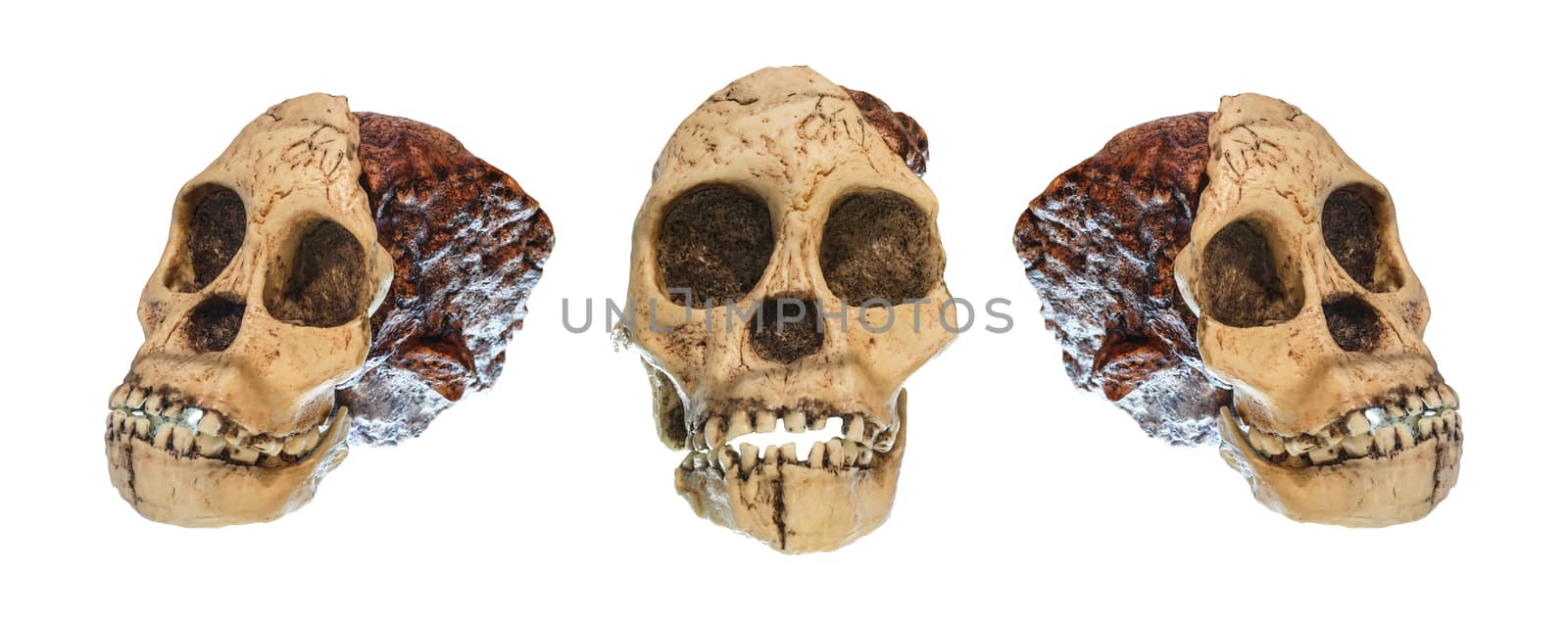 Set of Australopithecus africanus Skull . ( Taung Child ) . Dated to 2.5 million years ago . Discovered in 1924 in a limestone quarry near Taung village , South africa by stockdevil
