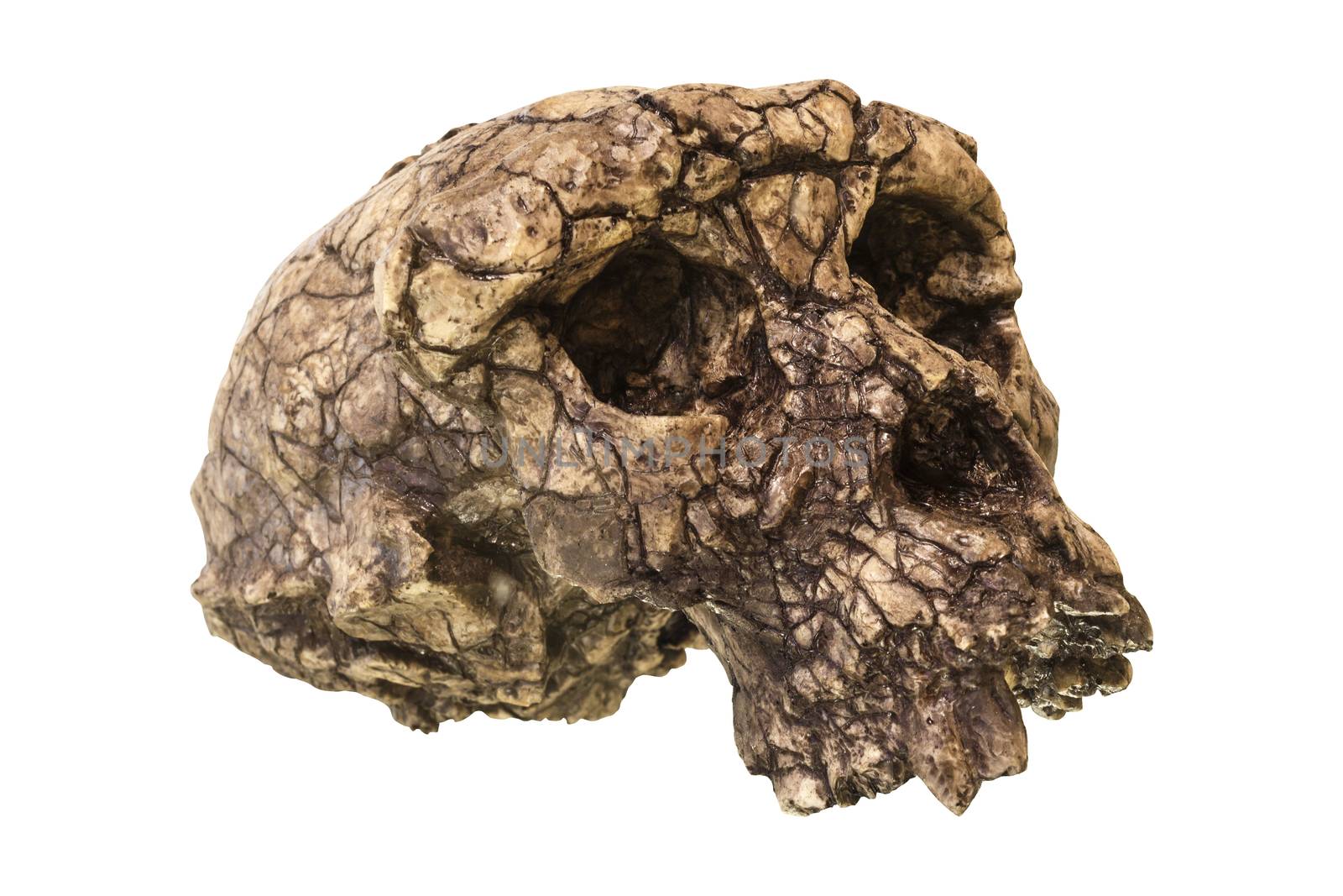 Sahelanthropus tchadensis Skull ( Toumai ) . Discovered in 2001 in Djurab desert in Northern Chad , Central africa . Dated to 7-6 million years ago by stockdevil