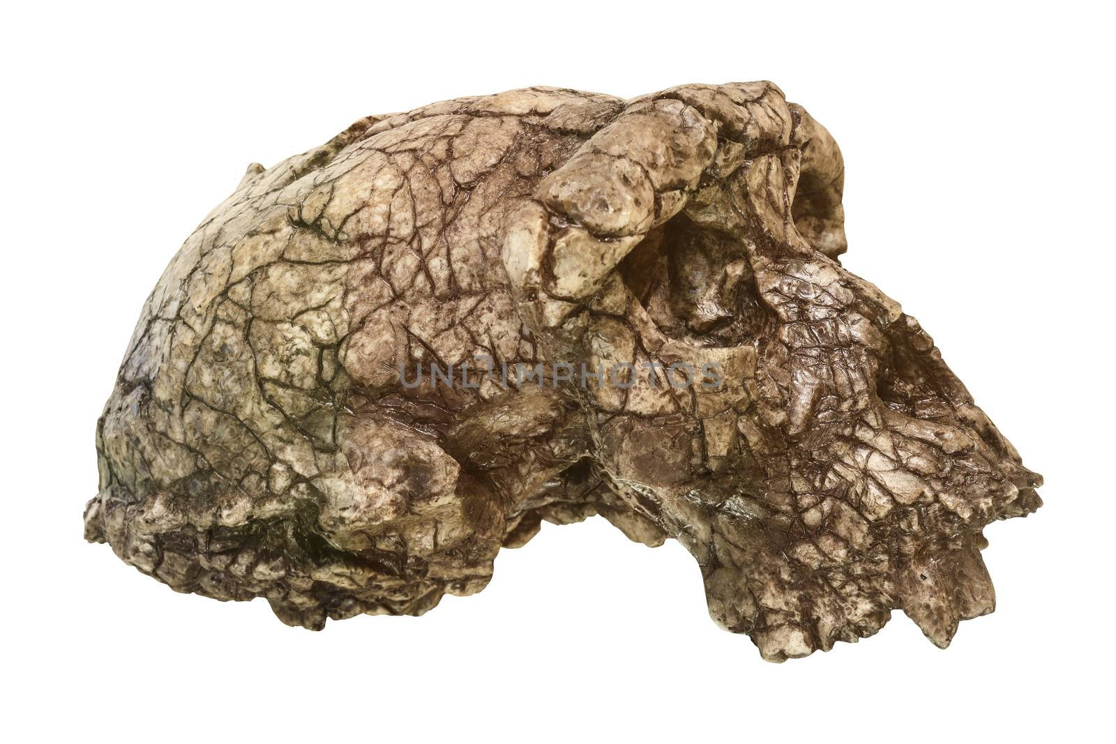 Sahelanthropus tchadensis Skull ( Toumai ) . Discovered in 2001 in Djurab desert in Northern Chad , Central africa . Dated to 7-6 million years ago .