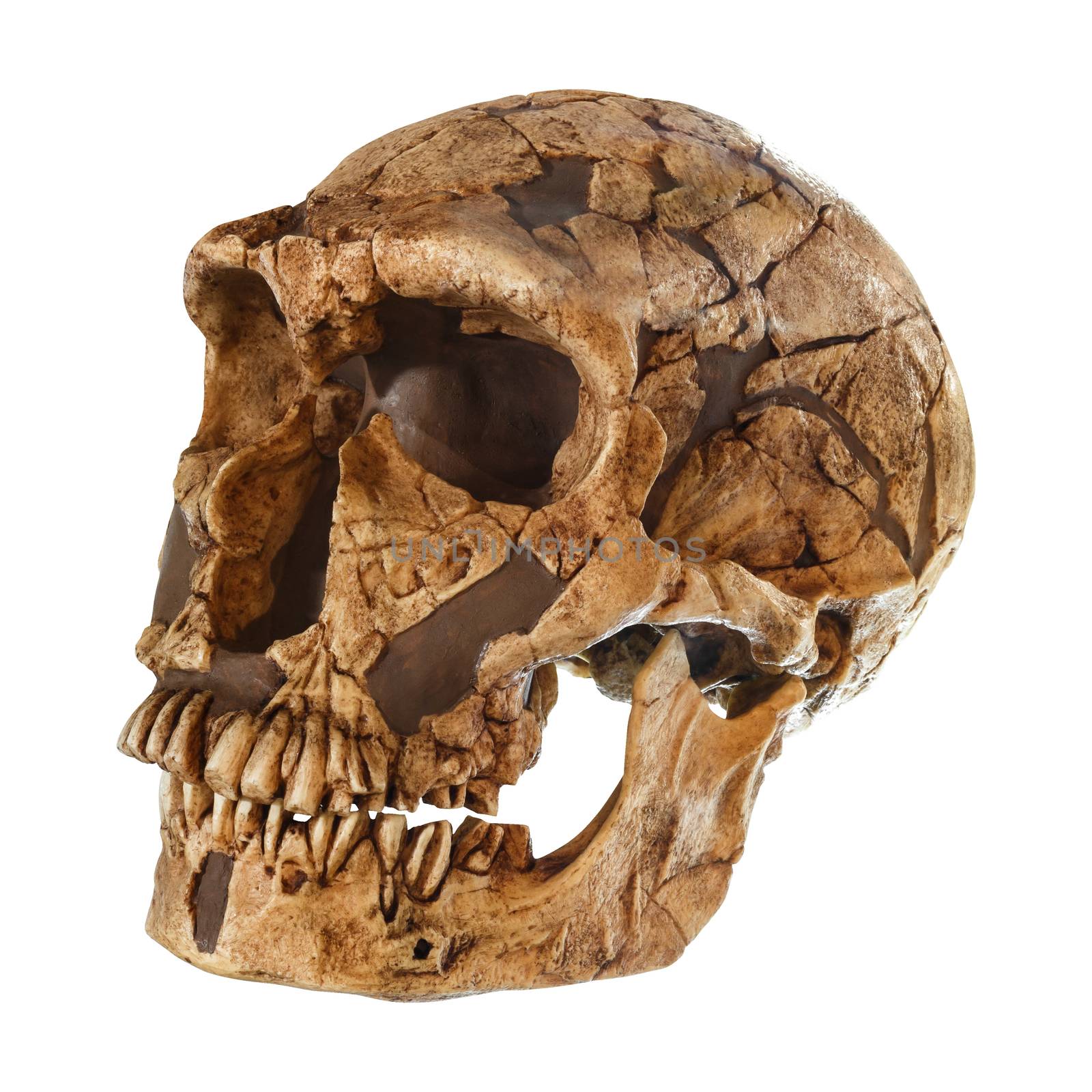 Homo neanderthalensis skull . ( La Ferrassie ) . Dated to 50,000 years ago . Discovered in 1909 in La Ferrassie , France .