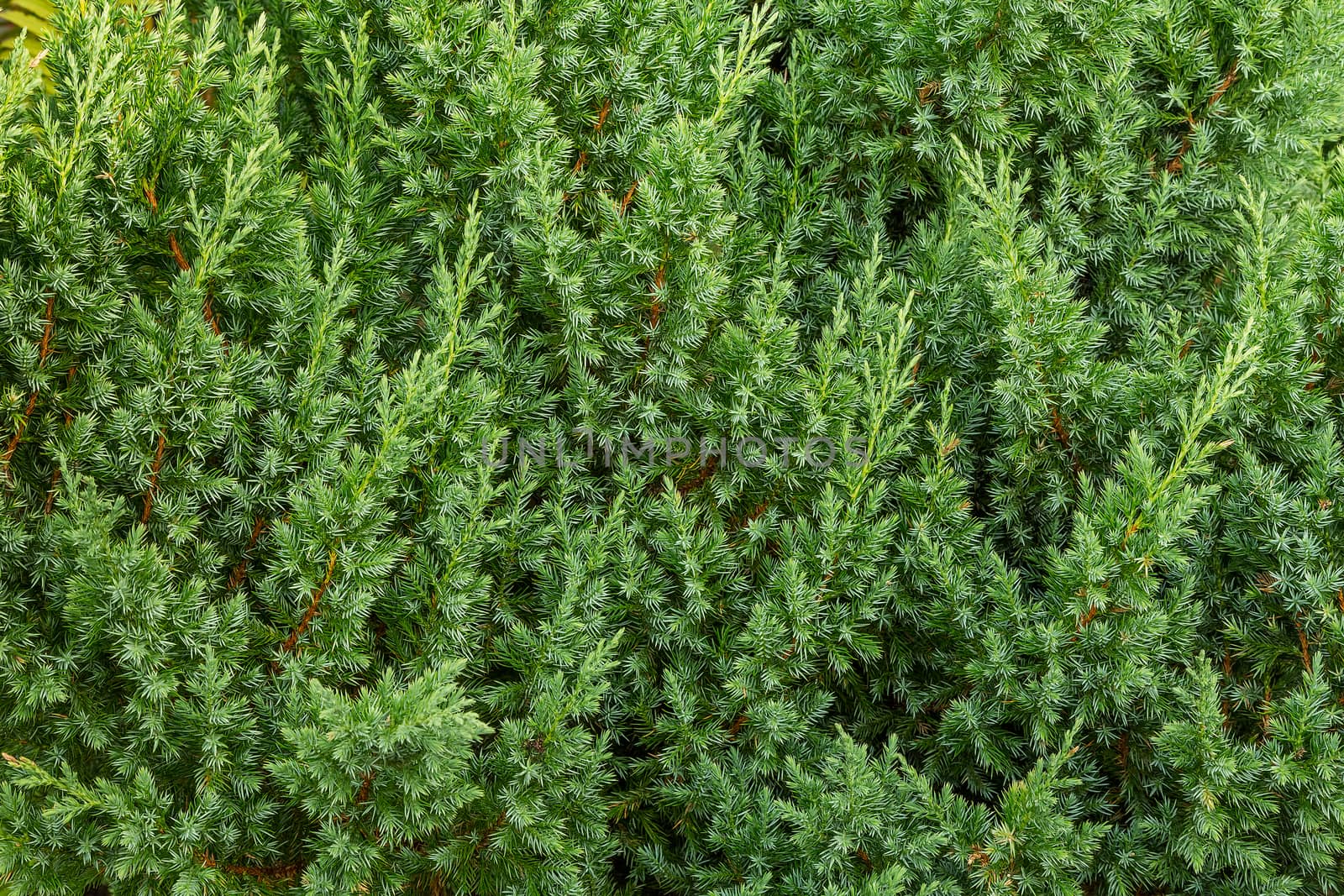 The juniper bush closeup. Background with juniper branches growing in the park.