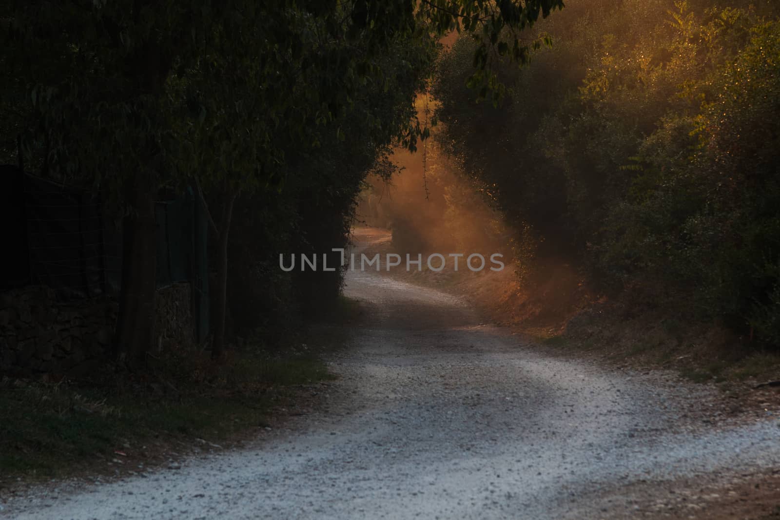 Walkway through tree tunnel at sunset. Colorful landscape with path, trees, plants, green foliage and yellow sunlight. Autumn woods. Nature background with forest. Grove. Soft focus