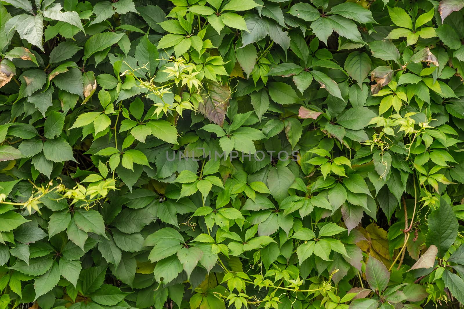 Background of green leaves of a climbing plant