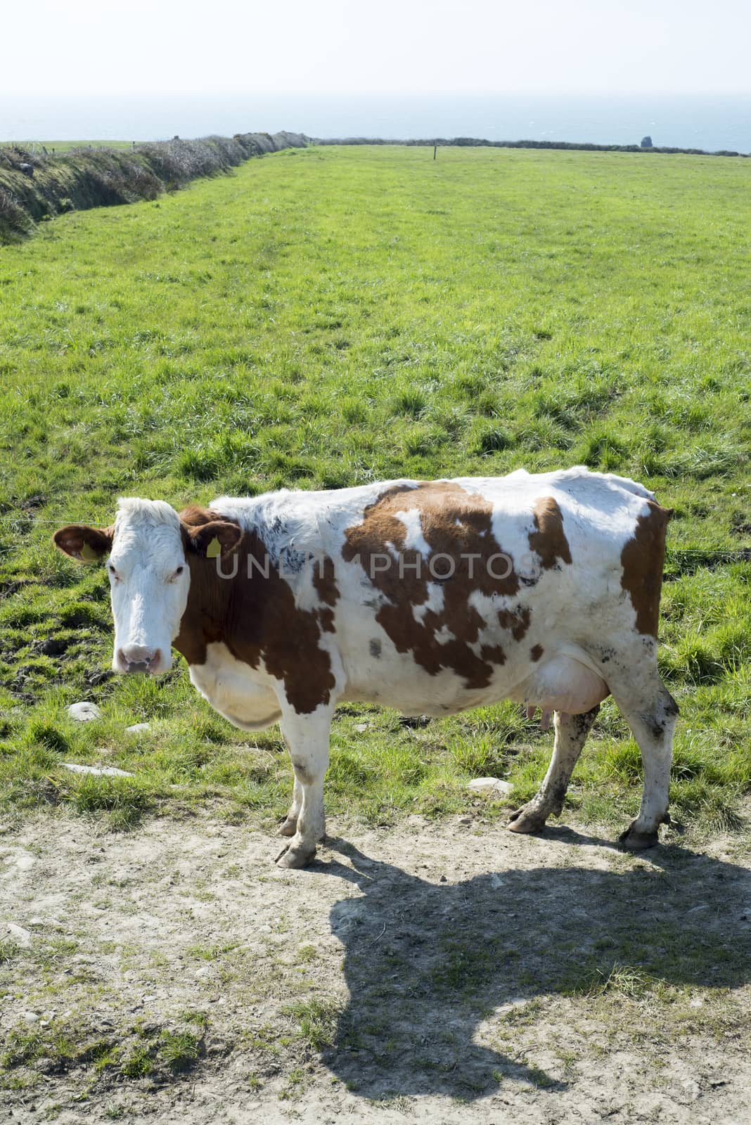 brown and white cow on the county kerry coast of ireland