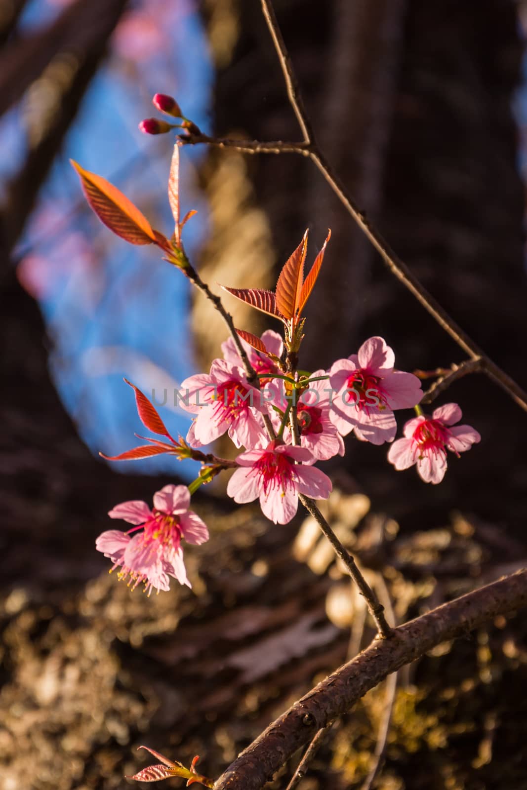Image Of Wild Himalayan Cherry Flower In Nature