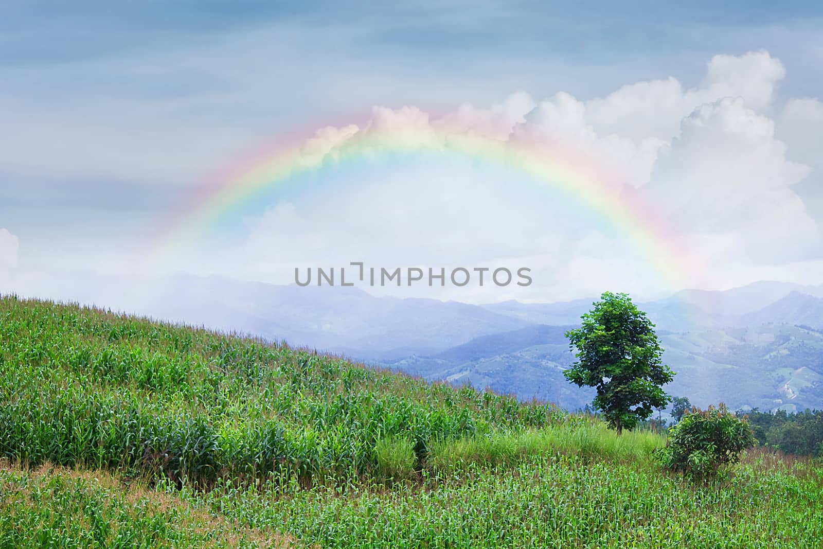 Lonely tree in mountain with rainbow, Composition of nature, Cop by rakoptonLPN