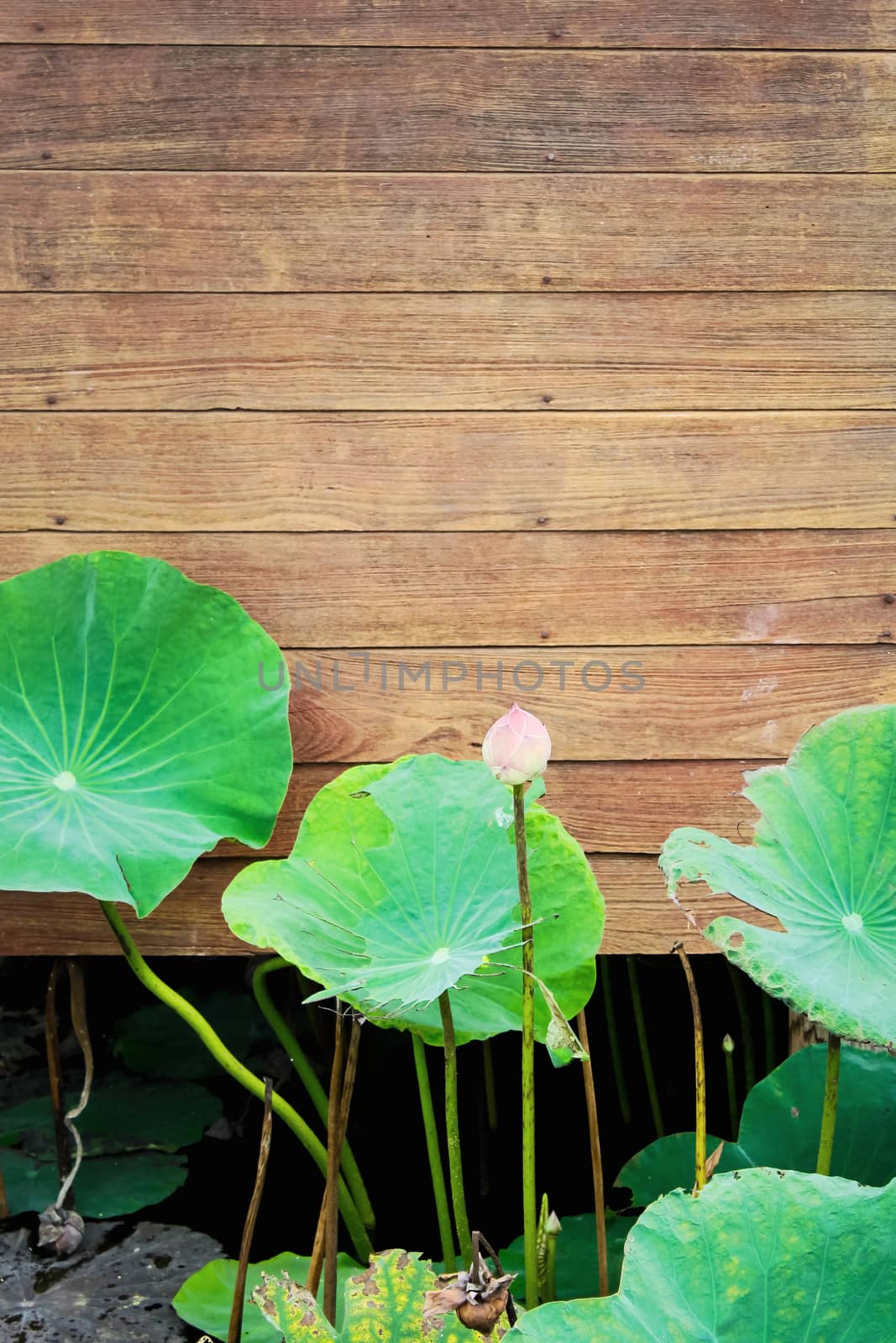 Lotus flower blooming beside old wooden wall. by rakoptonLPN