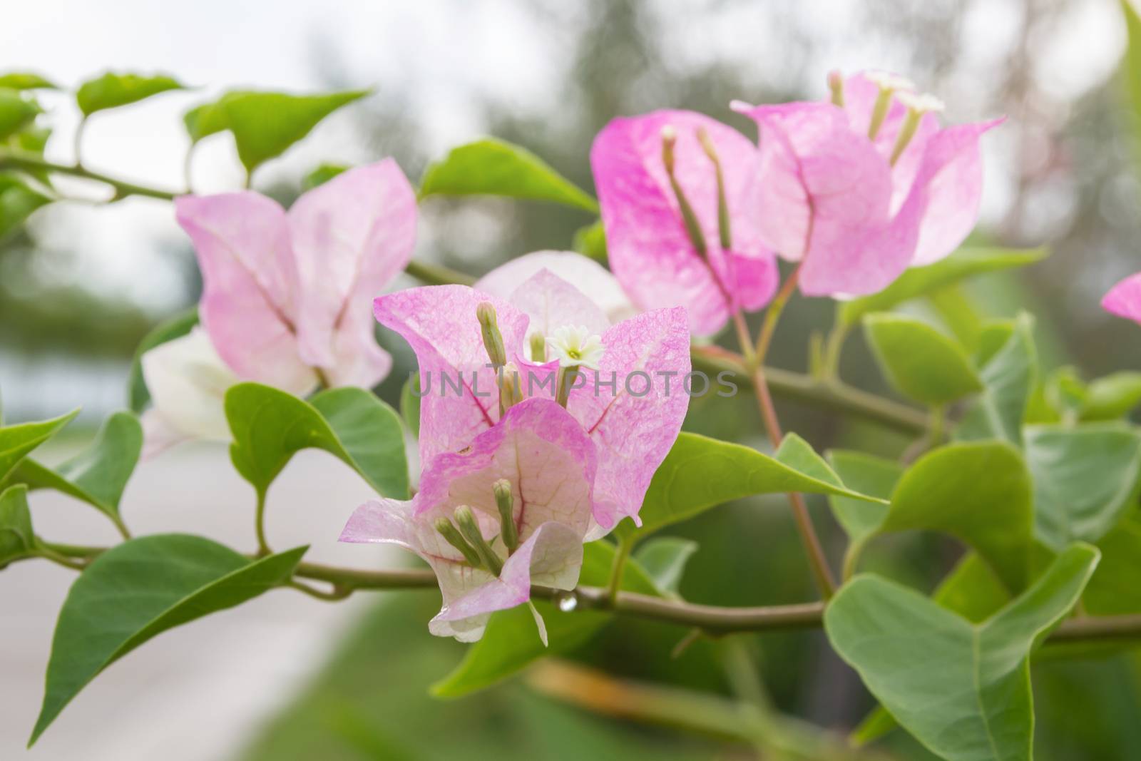 Bougainvillea Flower With Leaves Beautiful Paper Flower Vintage  by rakoptonLPN