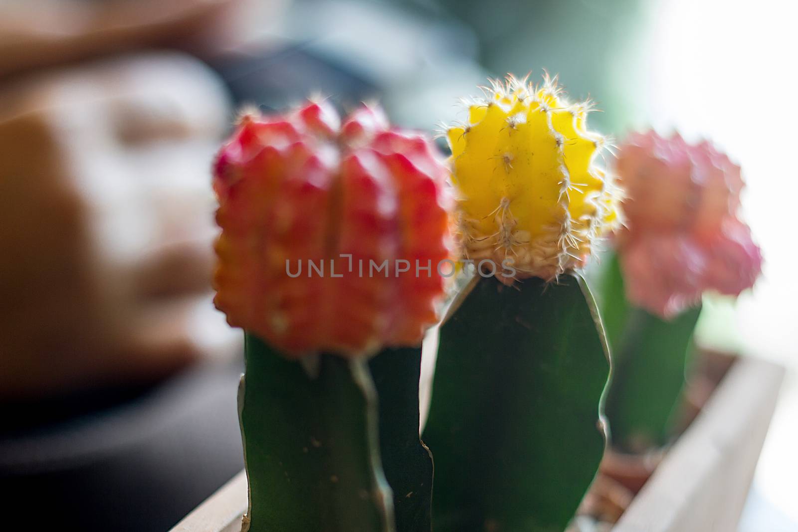 Many Cactus Colored Pots In Clay Pots On Wooden Table With Soft  by rakoptonLPN