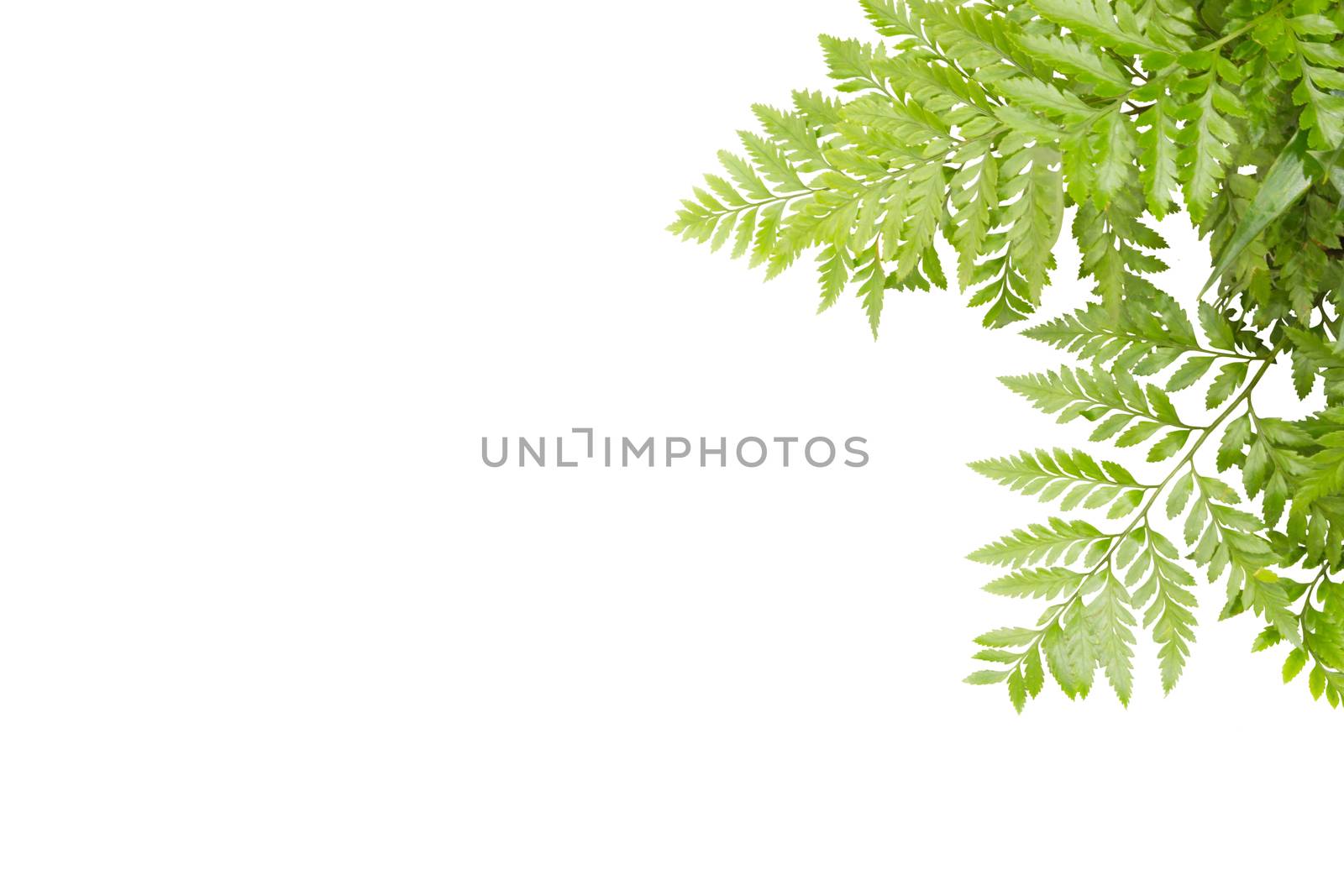 Green Leaves For Frame On White Background, Nature Border by rakoptonLPN